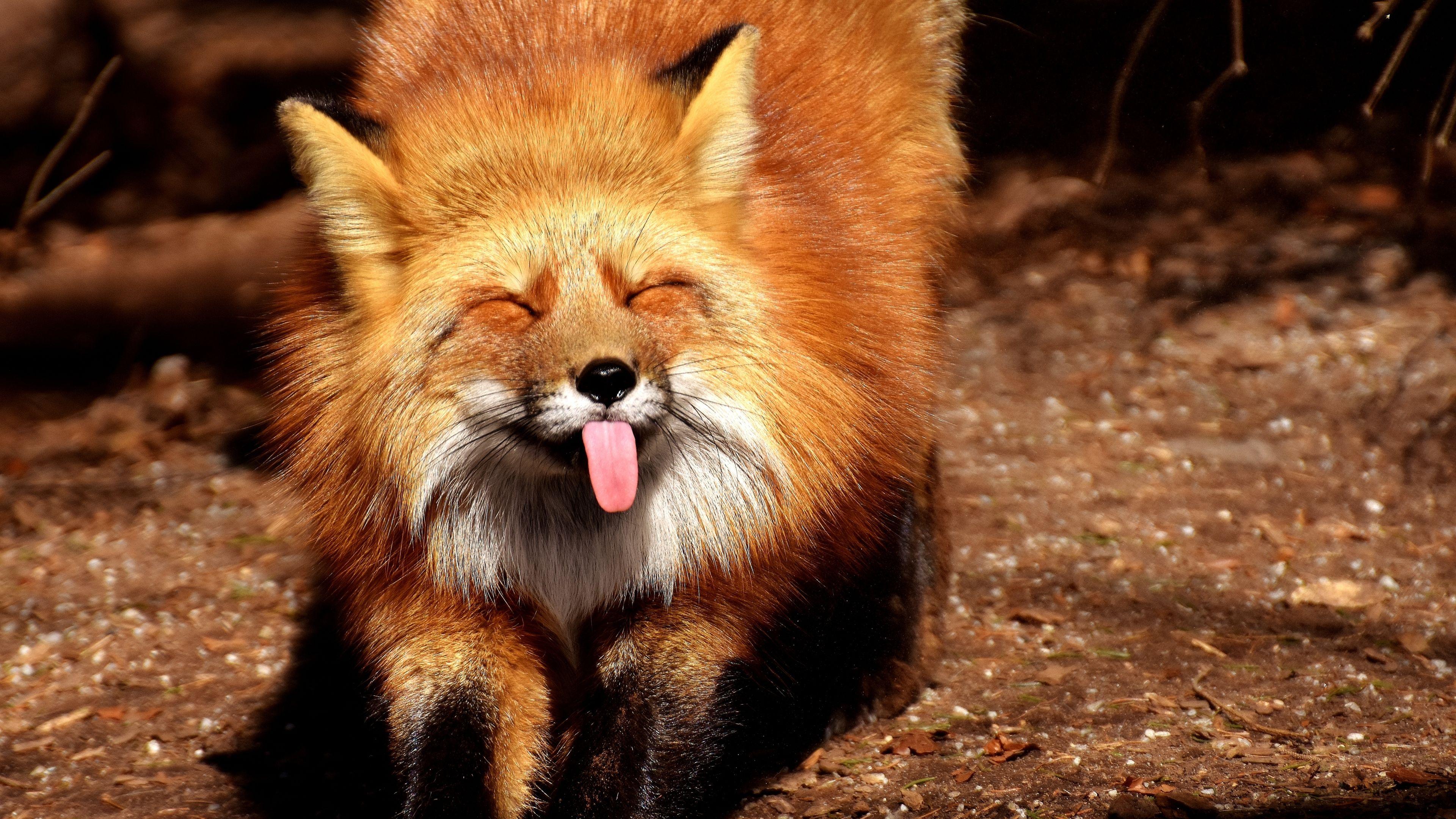 Fox 4K Wallpapers - Top Free Fox 4K Backgrounds - WallpaperAccess