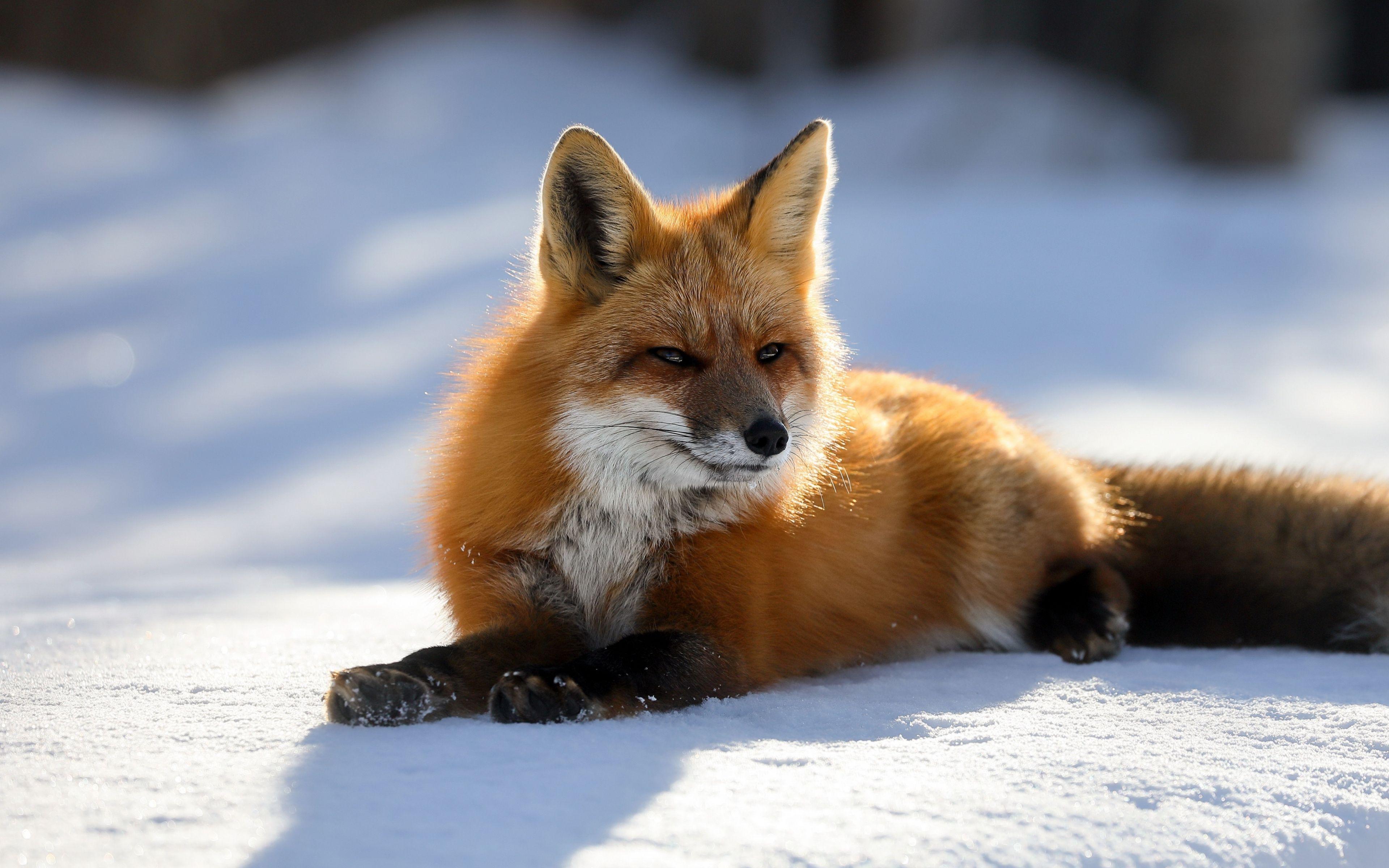Лиса. Зимние животные. Red fox 4