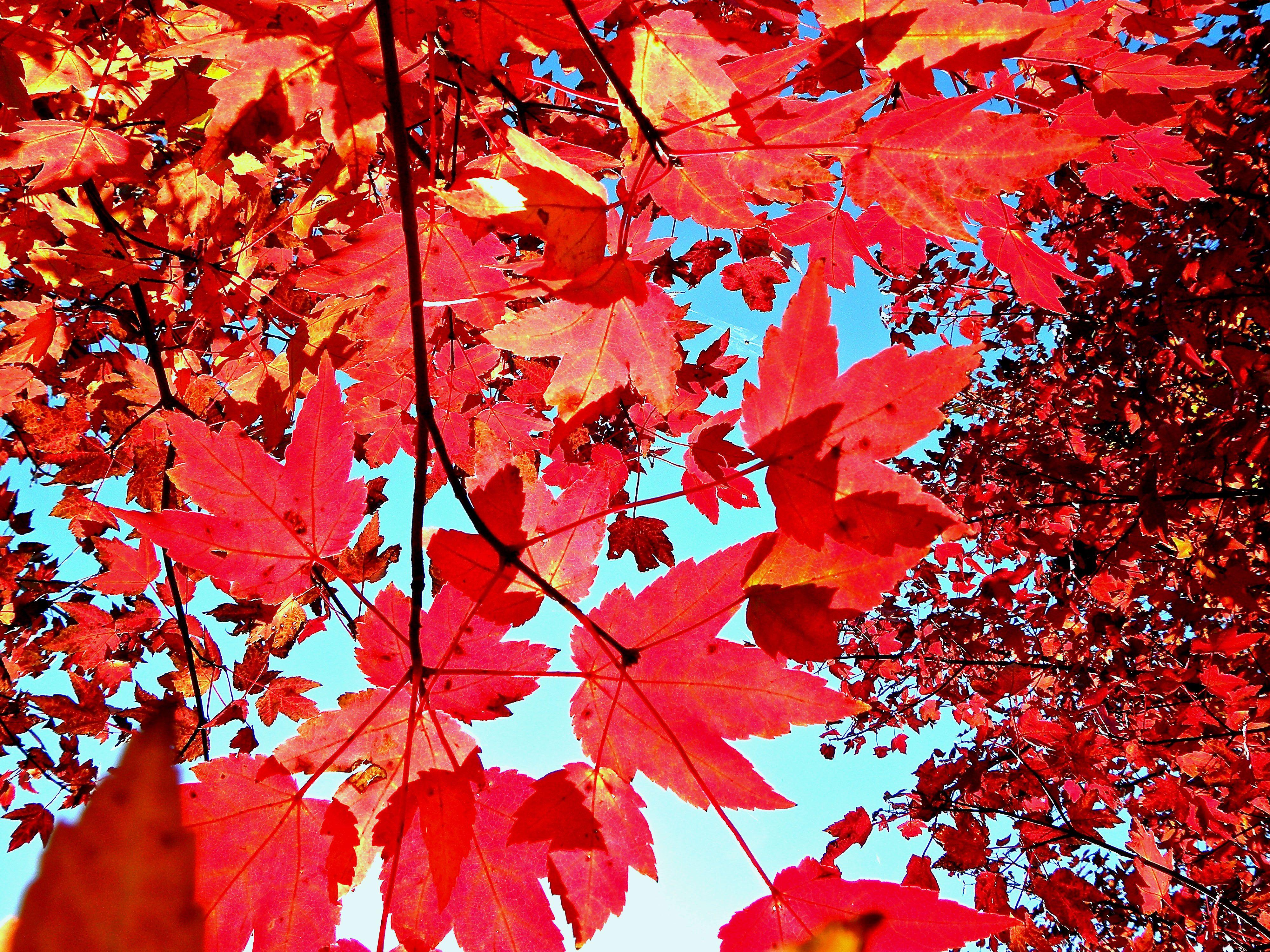 4000x3000 Fall Wallpaper Background Tumblr