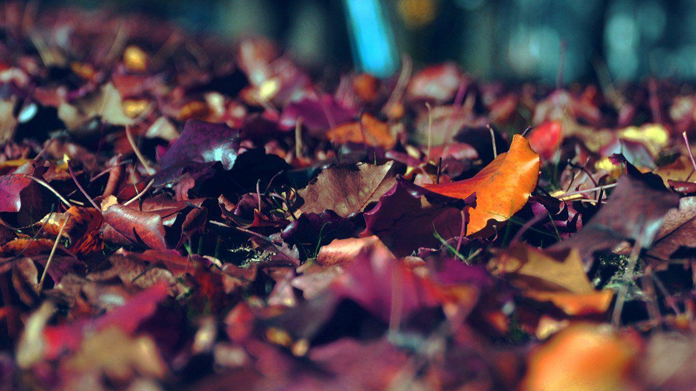 1366x768 Fall Wallpaper Desktop