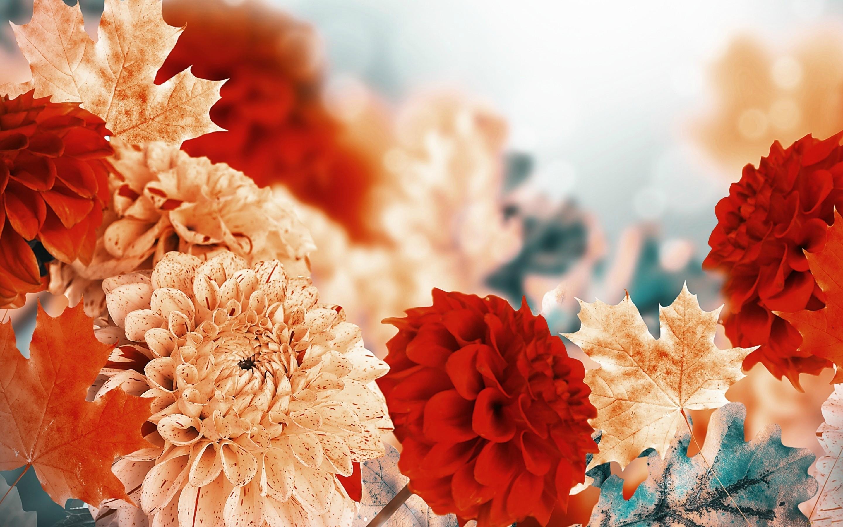 2880x1800 Fall Flowers wallpaper wallpaper Collections