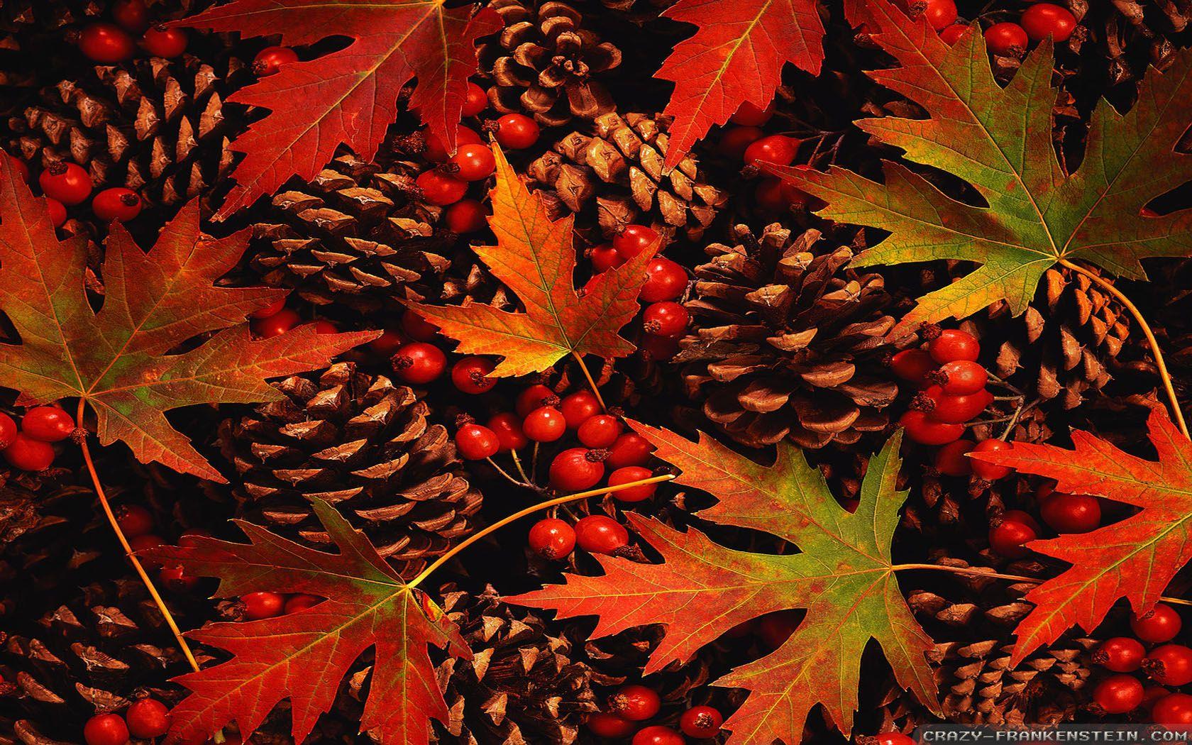 1680x1050 Fall Leaves wallpaper 2