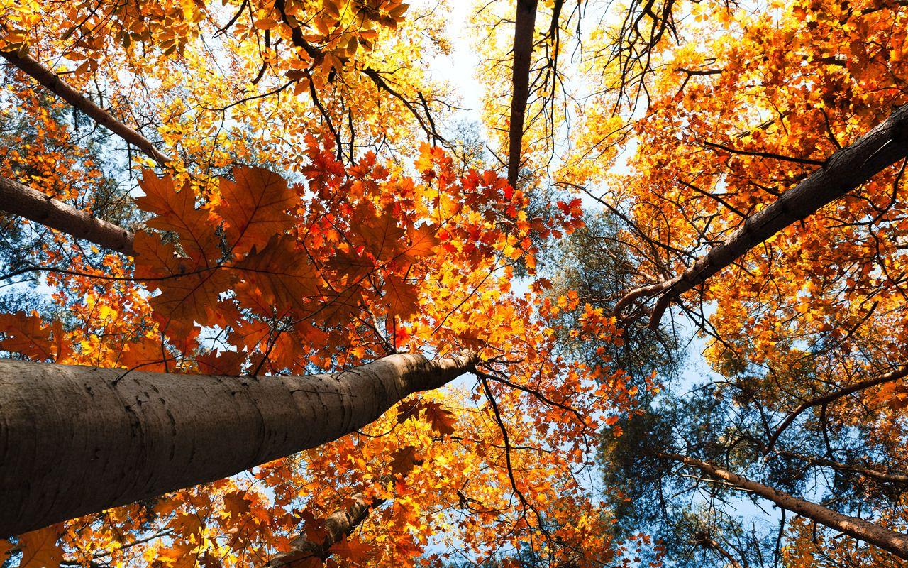 1280x800 Autumn Leaves Background Tumblr