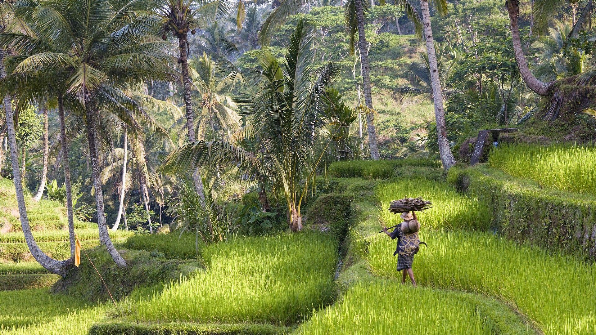 1920x1080 Thiên nhiên cây lúa Indonesia bali hình nền.  1920x1080.  199228 https://wallpaperaccess.com/full/2882629.jpg