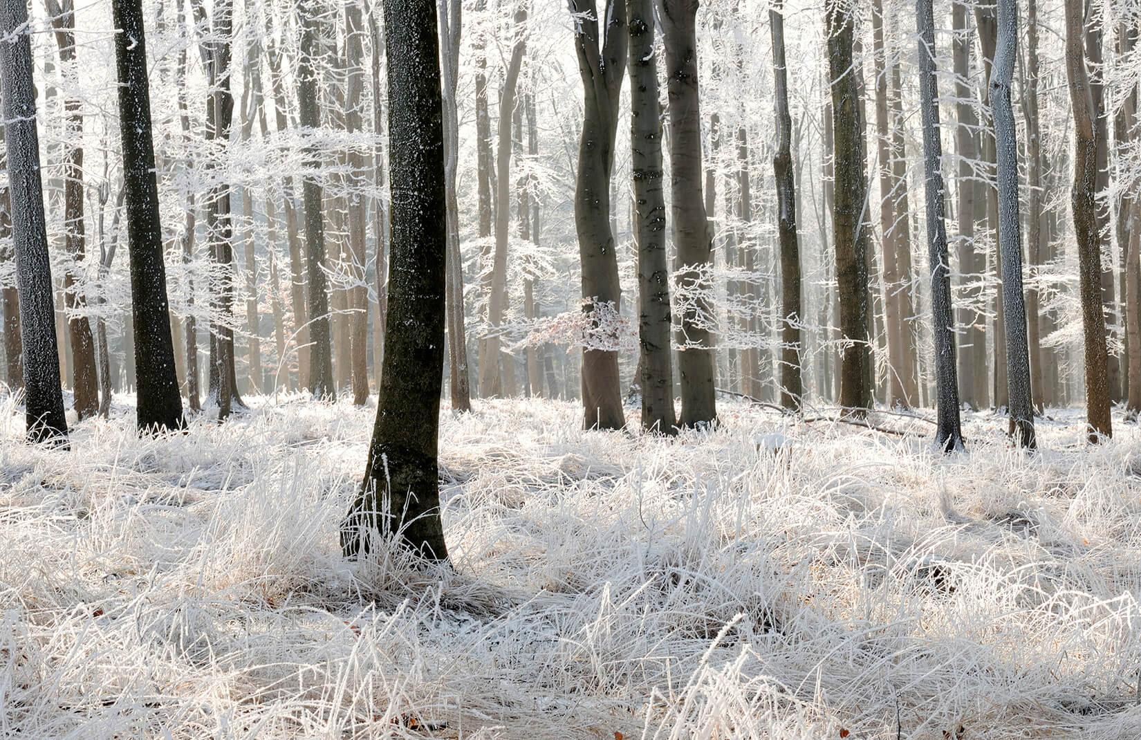 1650x1070 Winter Frost Forest Wallpaper Mural