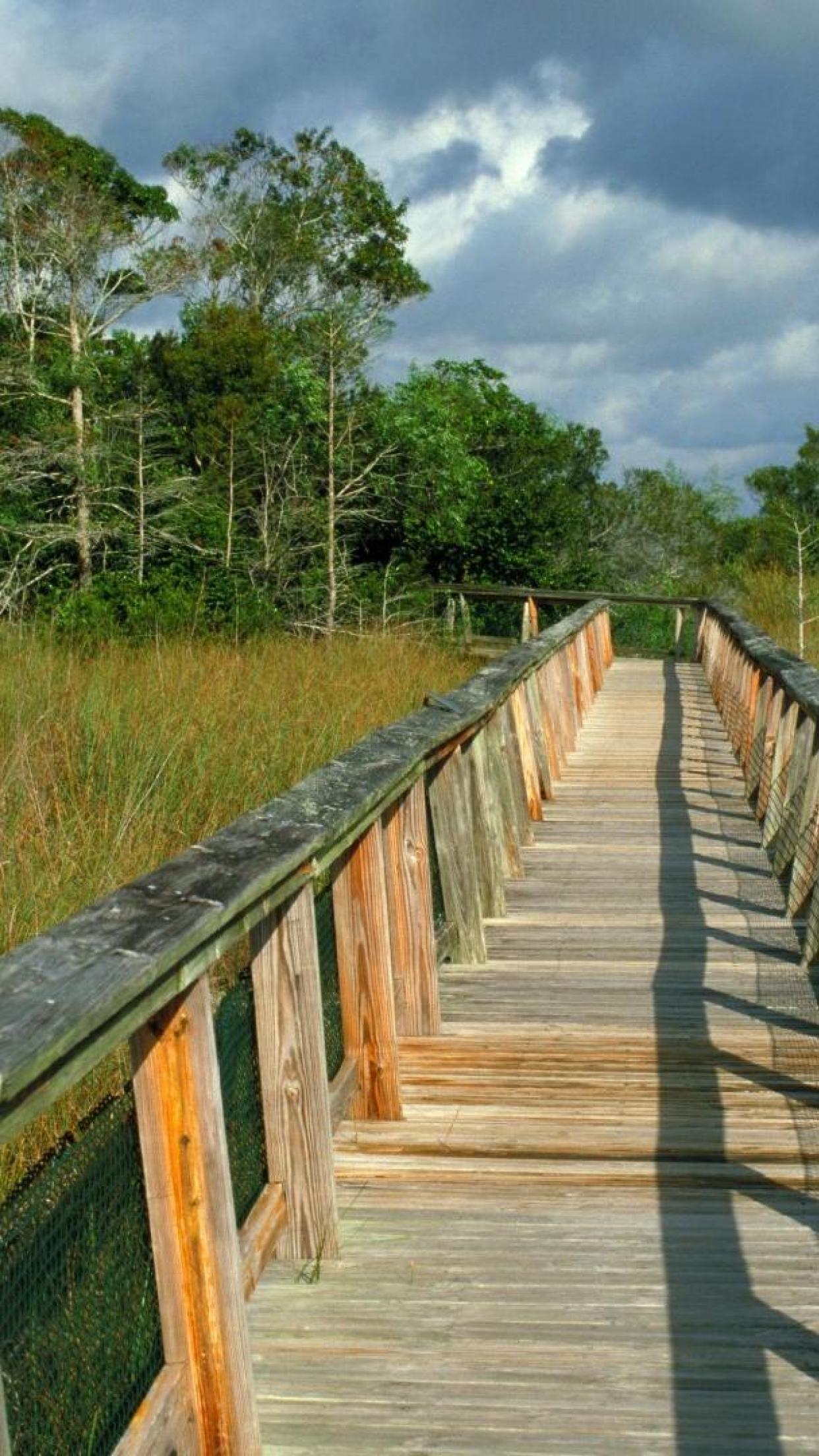 1242x2208 Hammock Everglades Nature Boardwalk Park Mahogany hammock trail