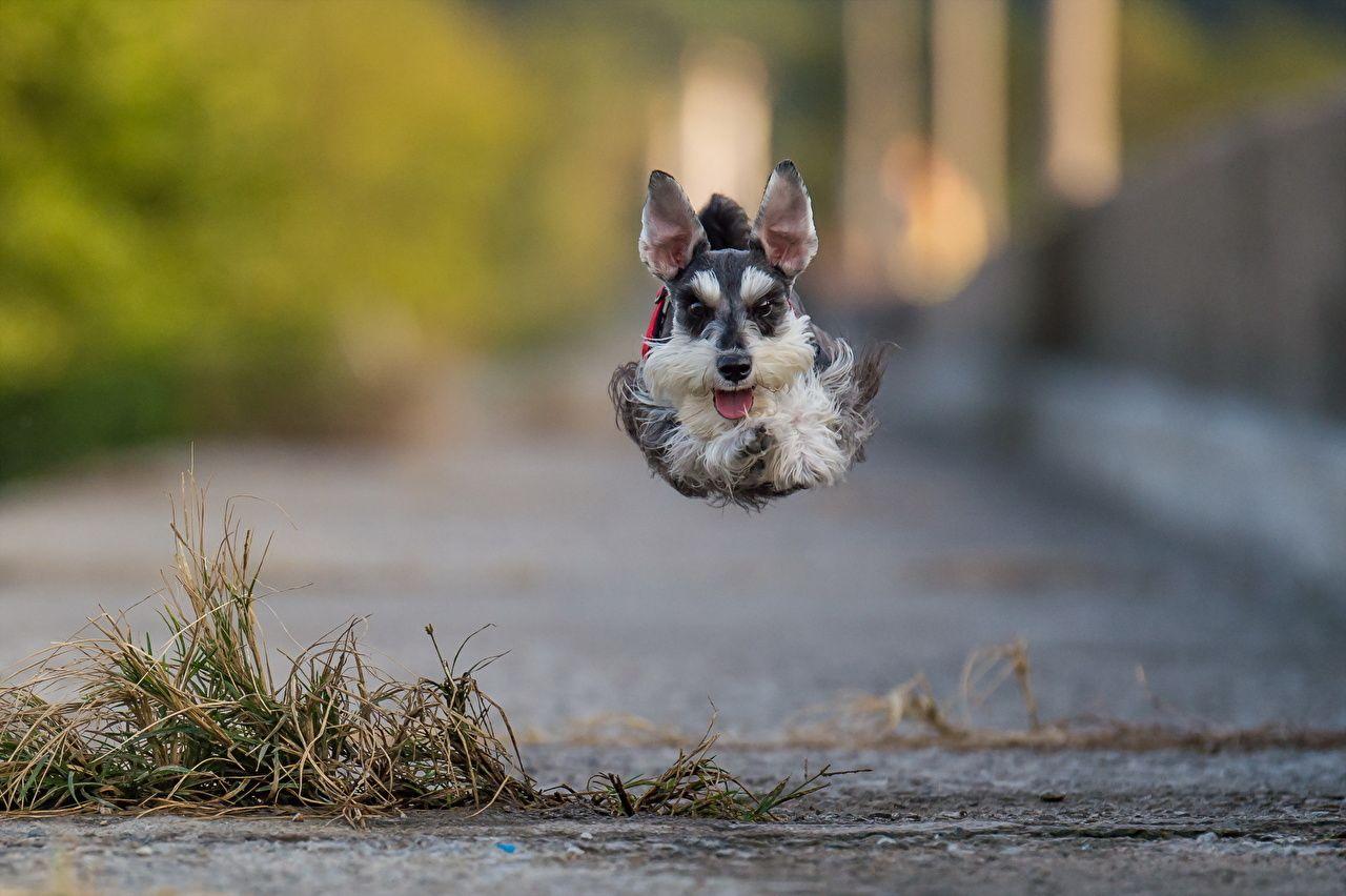 1280x852 Wallpaper Miniature Schnauzer Dogs Jump animal