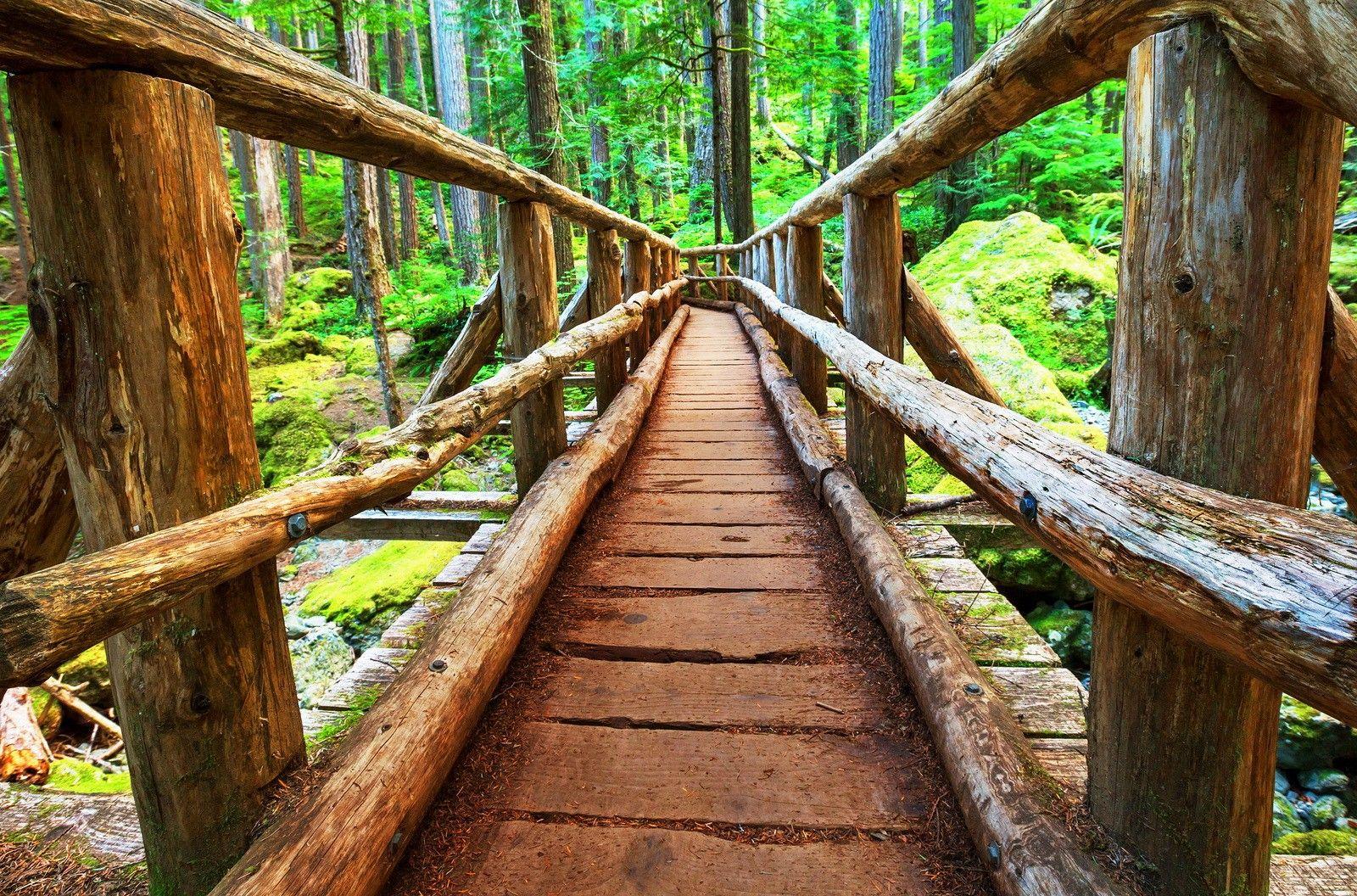 1600x1056 Forest Wooden Nature Lovely Trees Boardwalk River Bridge Beautiful