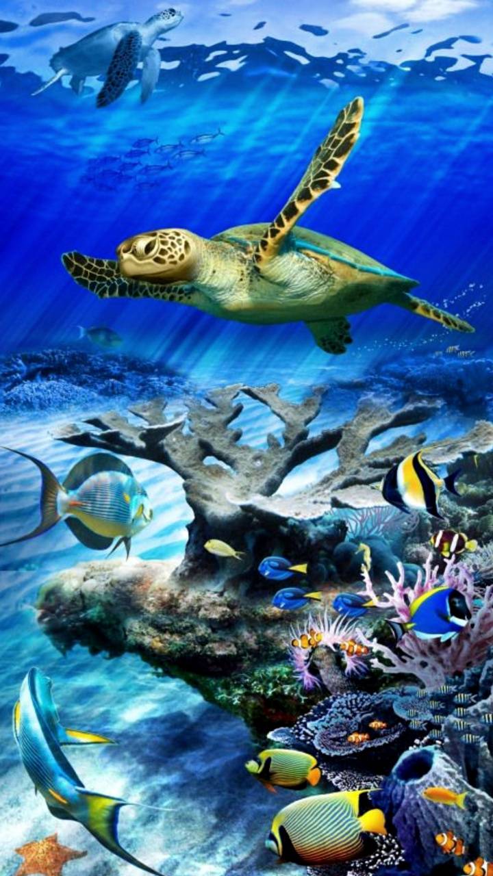 Under Ocean Wallpapers - Top Free Under Ocean Backgrounds - WallpaperAccess