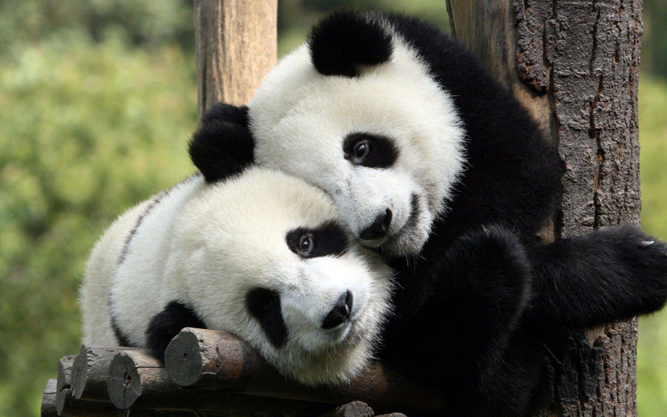 2560x1600 Panda HD Wallpaper