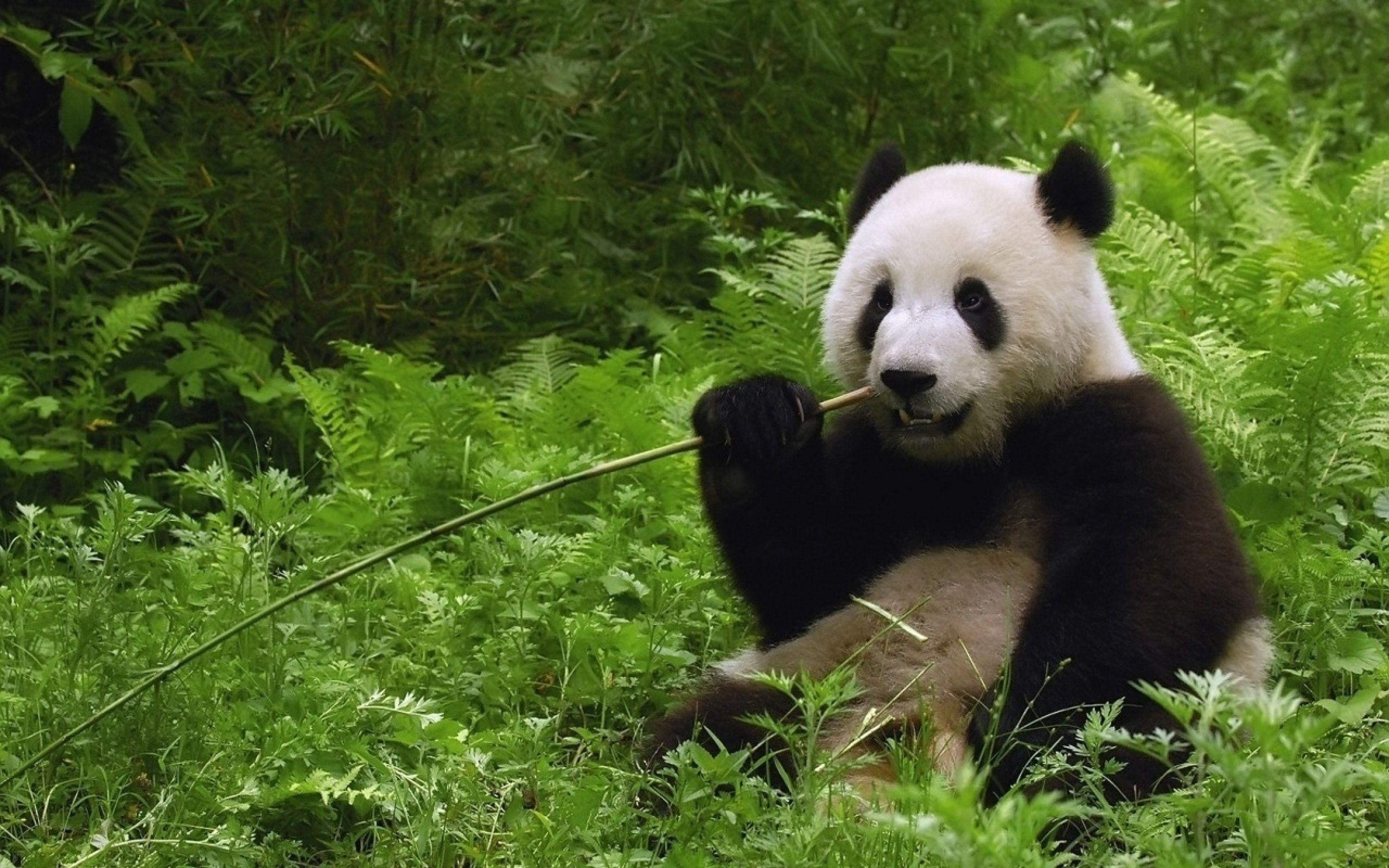 2560x1600 HD Panda Wallpaper
