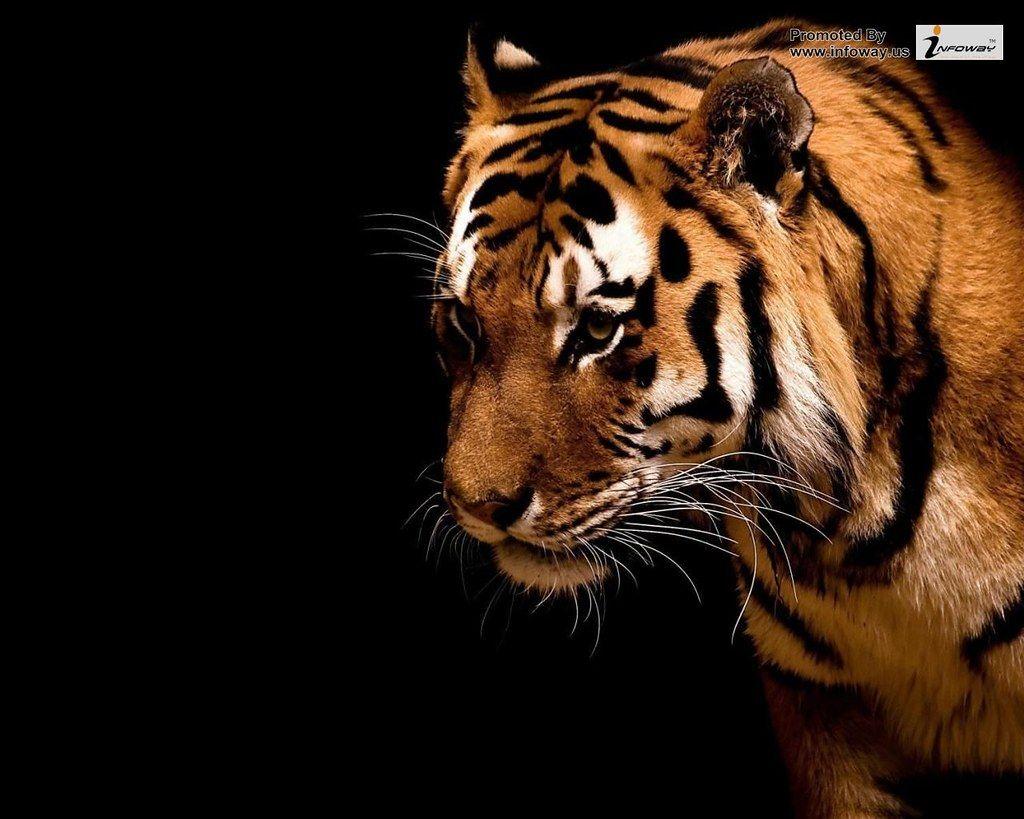 1024x819 Tiger HD desktop wallpaper HD wallpaper. Tiger HD desktop w
