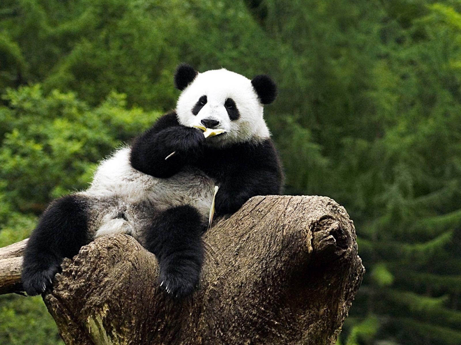 1600x1200 Panda Desktop Wallpaper