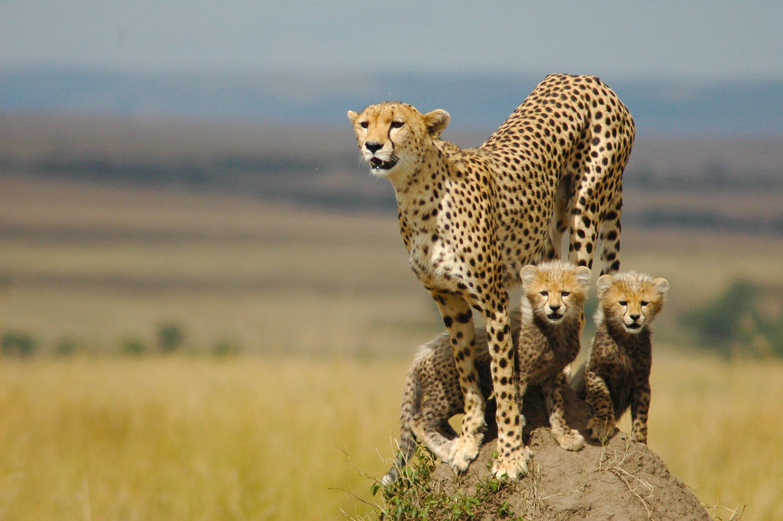 3008x2000 Cheetah HD