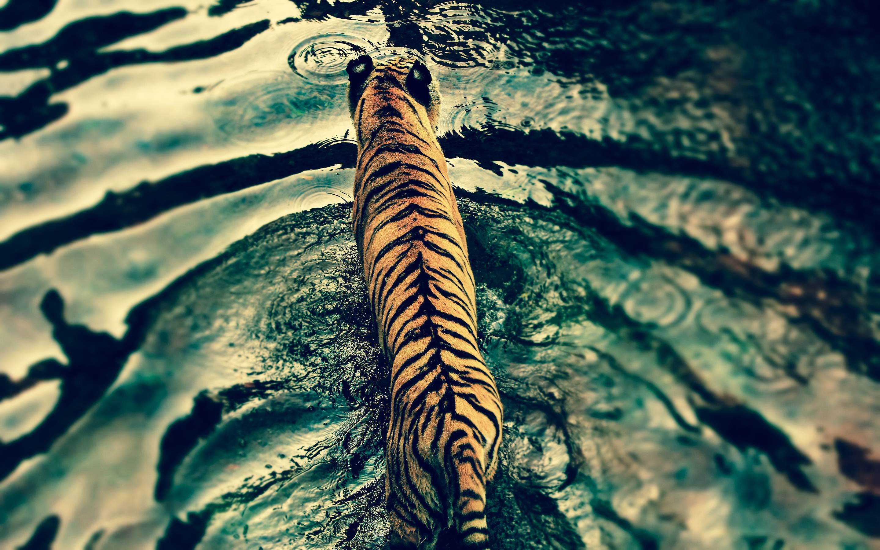 2880x1800 Free Tiger Wallpaper For Desktop