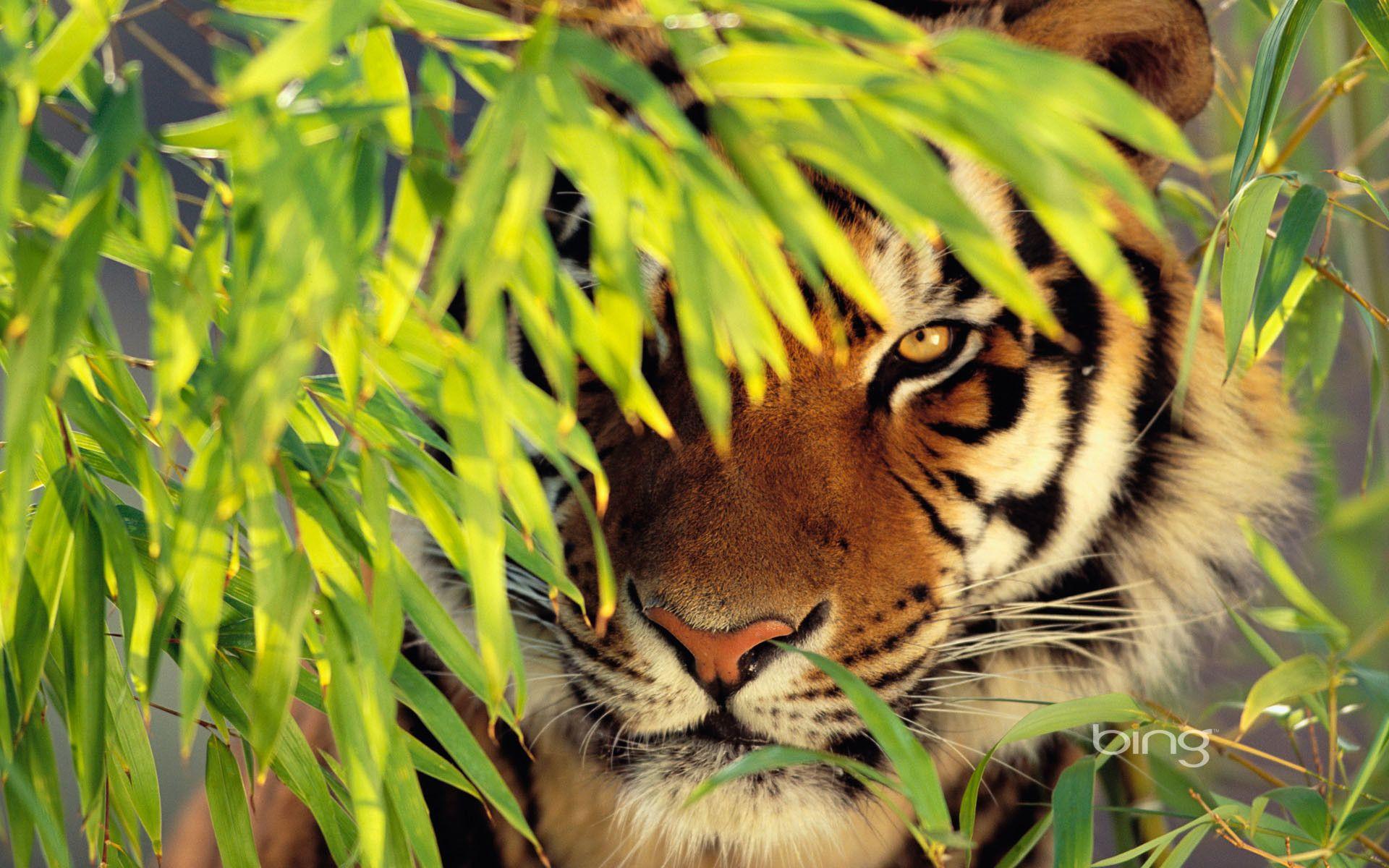 1920x1200 Tiger Wallpaper Desktop