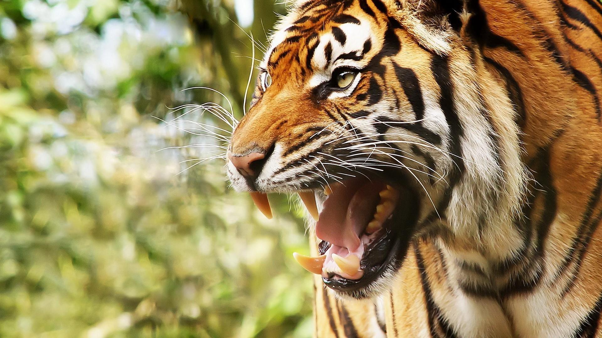 1920x1080 Tiger Desktop Wallpaper HD (1920x 578.71 Kb)