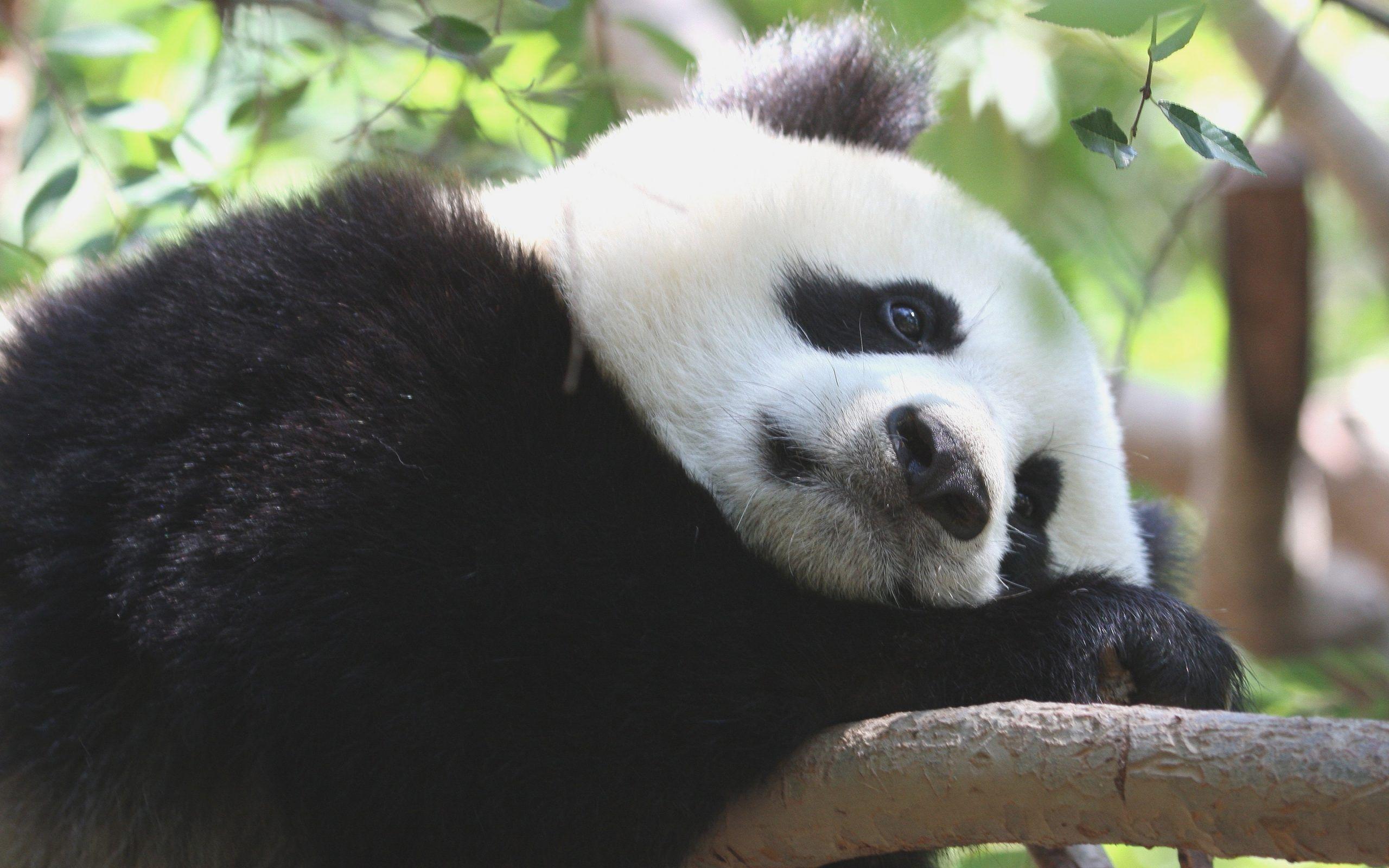 2560x1600 Panda Wallpaper