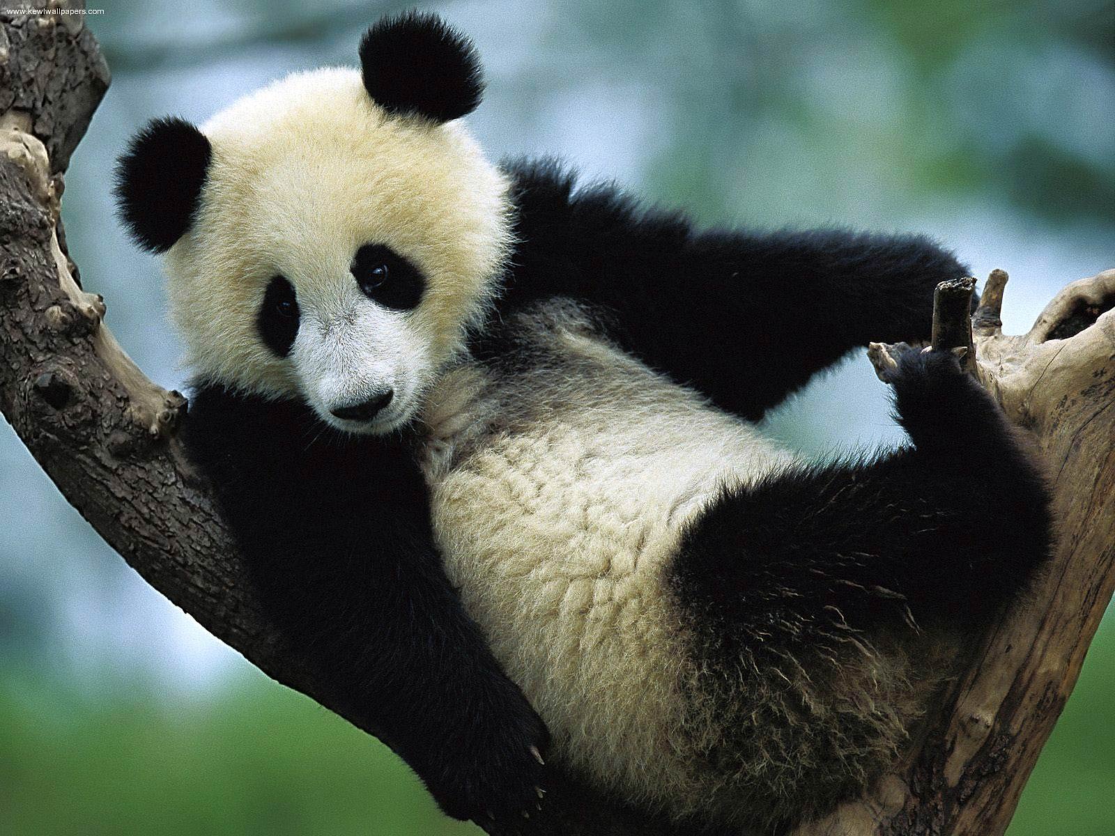 1600x1200 Giant Panda Desktop and Mobile