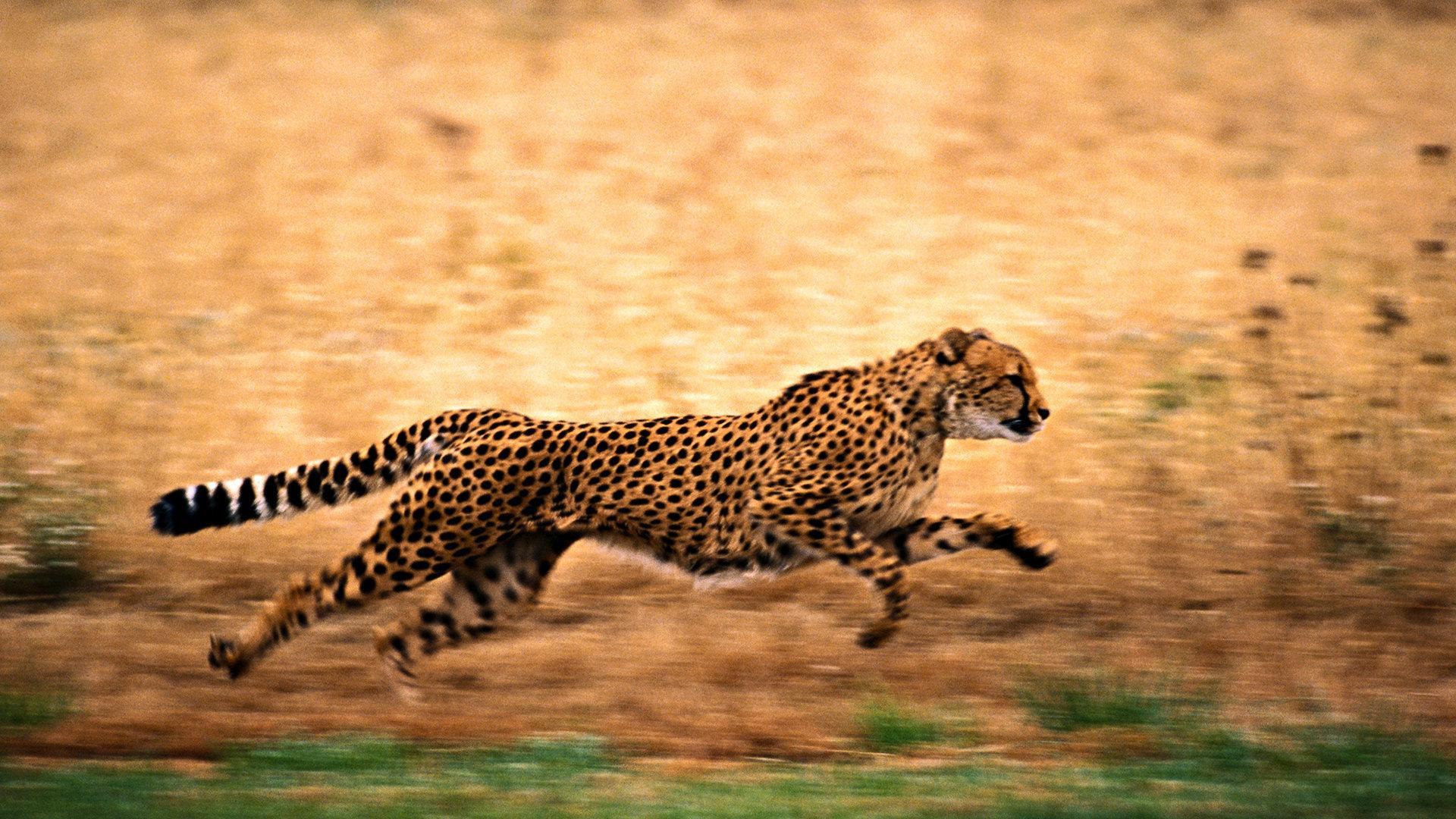 1920x1080 Cheetah wallpaper 1920x1080 Full HD (1080p) desktop background