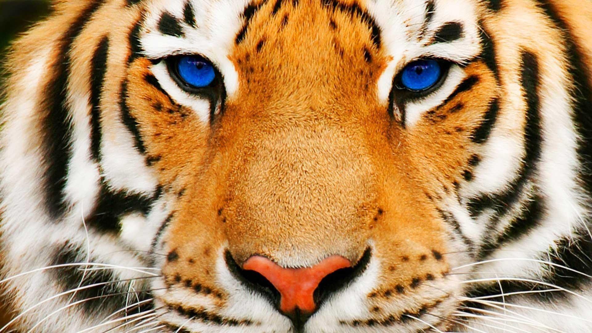 1920x1080 Blue Eyes Tiger HD desktop wallpaper : Widescreen : High