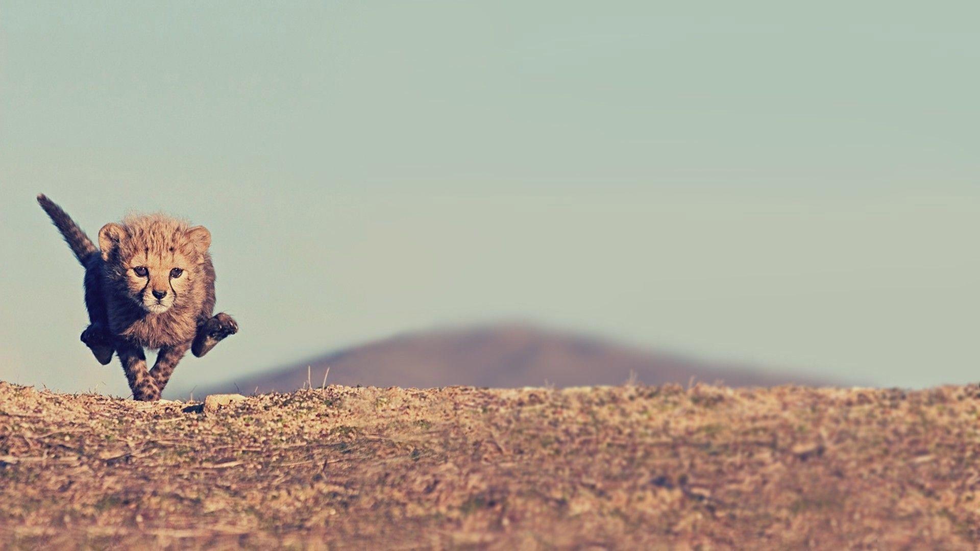 Cheetah Desktop Wallpapers - Top Free Cheetah Desktop Backgrounds ...