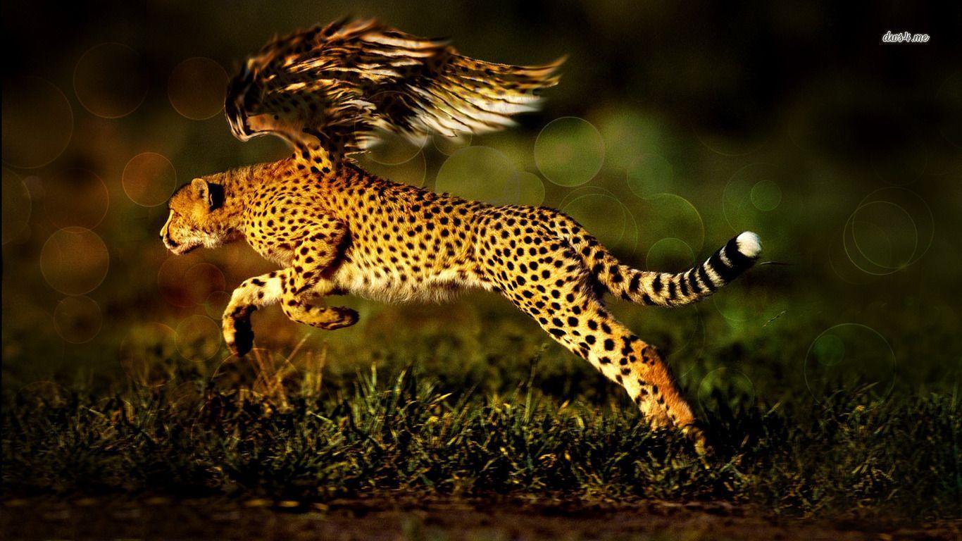Hình nền HD 1366x768 Cheetah có cánh.  Cheetah hình nền, Jaguar hình nền, Jaguar động vật