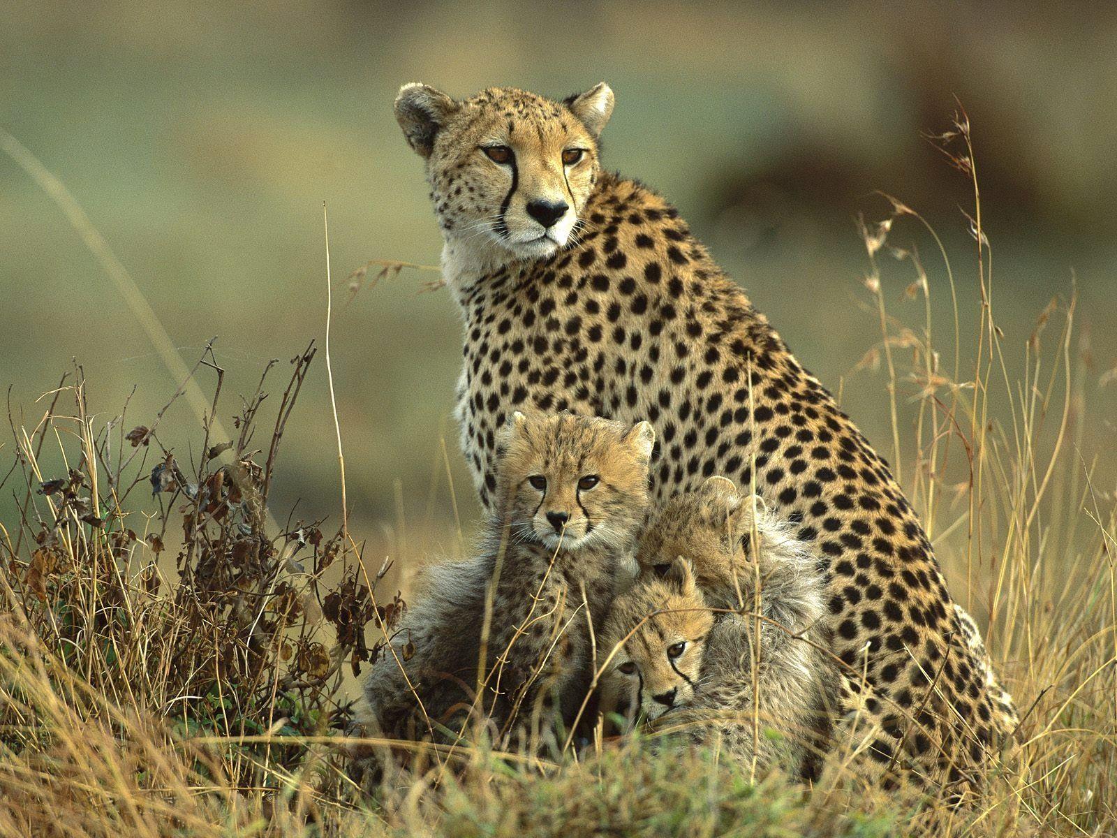 Cheetah Desktop Wallpapers - Top Free Cheetah Desktop Backgrounds ...
