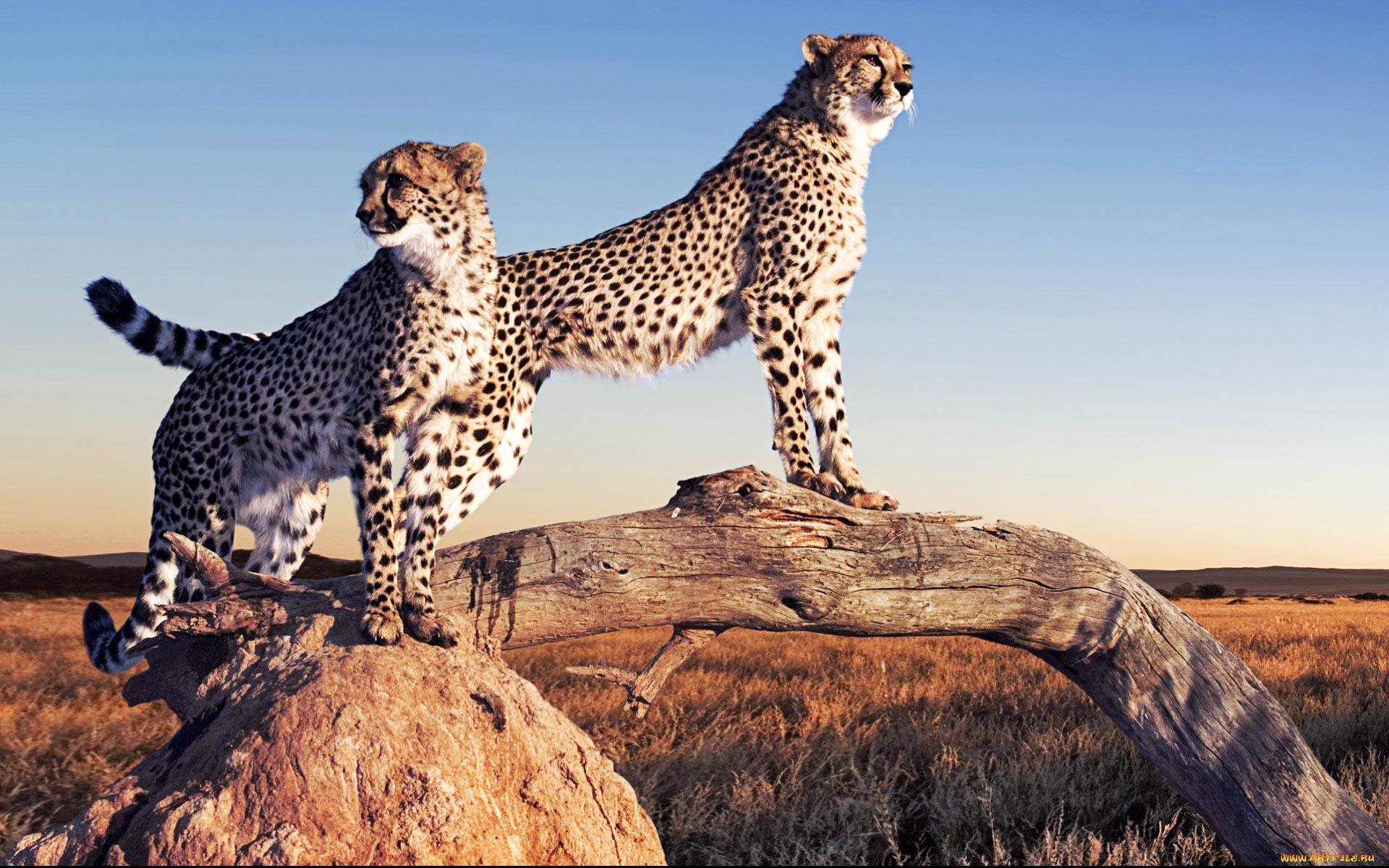 Cheetah Desktop Wallpapers - Top Free Cheetah Desktop Backgrounds ...