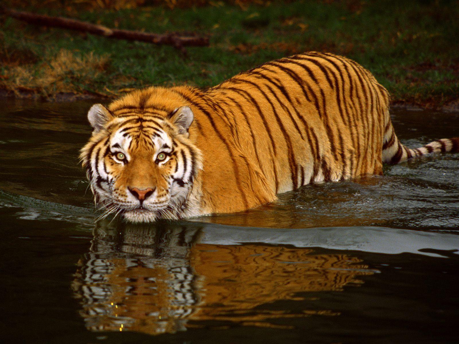 1600x1200 Pet Animals Wild Animals Wallpaper Picture: Tiger Wallpaper HD