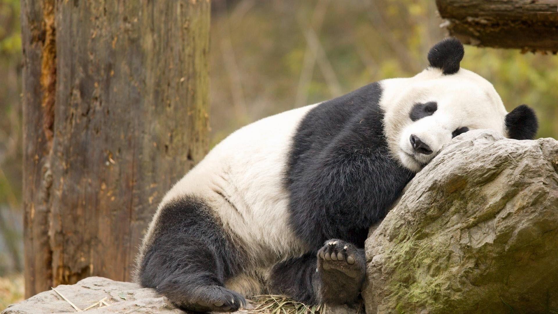1920x1080 Panda Desktop Wallpaper