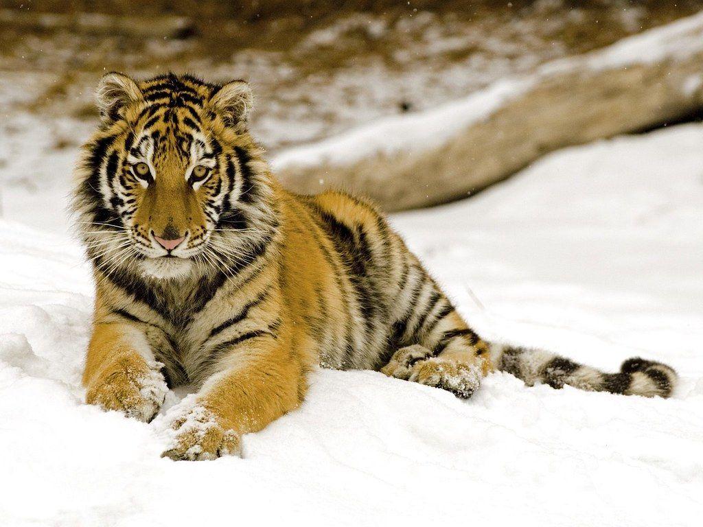 1024x768 Malayan Tiger Desktop Wallpaper HD /a