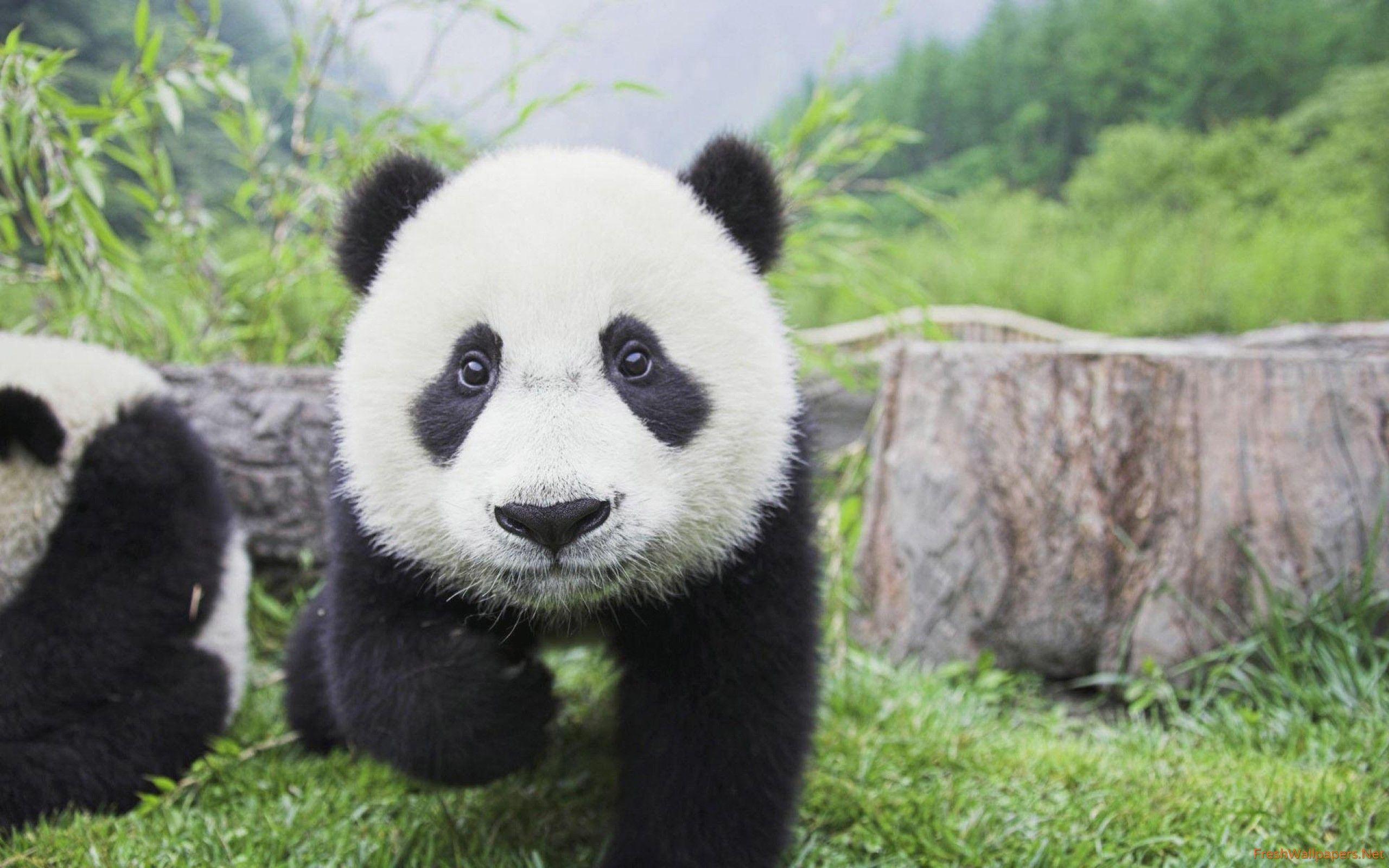 2560x1600 Panda wallpaper