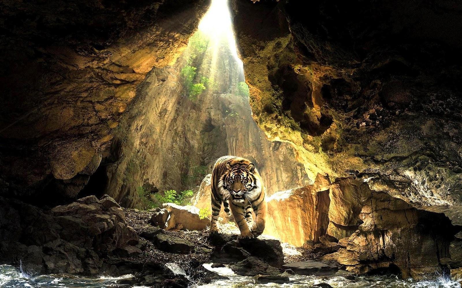 1600x1000 Tiger HD Background Wallpaper Wp38011179 Wallpaper HD