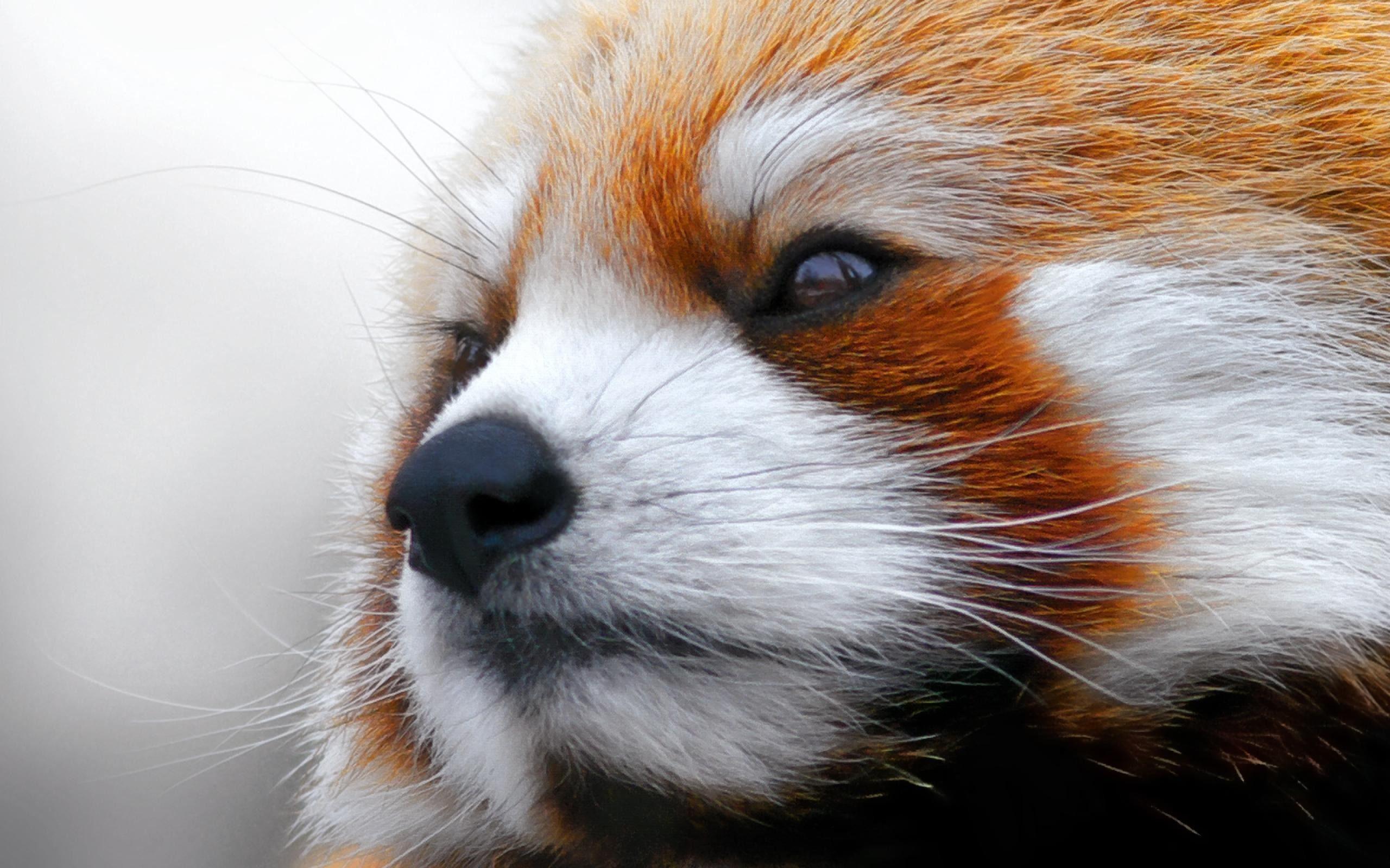 2560x1600 Red panda desktop wallpaper
