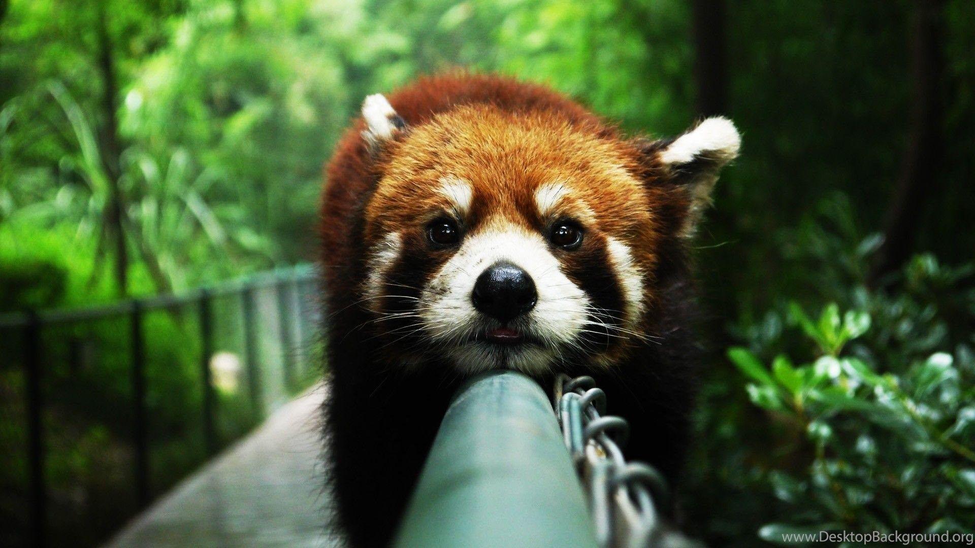1920x1080 Red Panda Desktop Wallpaper, Cute Red Panda Picture Download, New