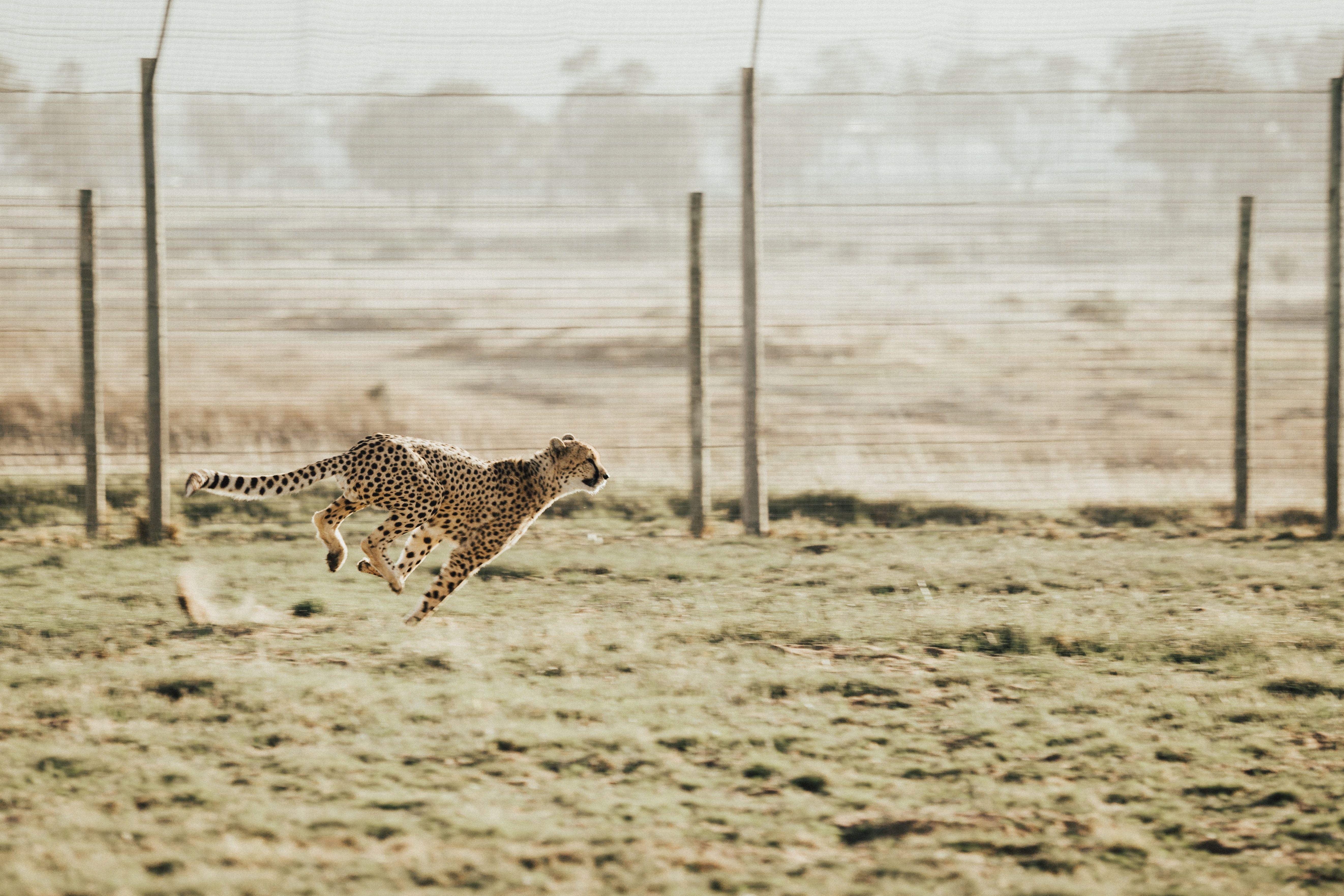5287x3525 Cheetah Picture [HD]. Download Free Image