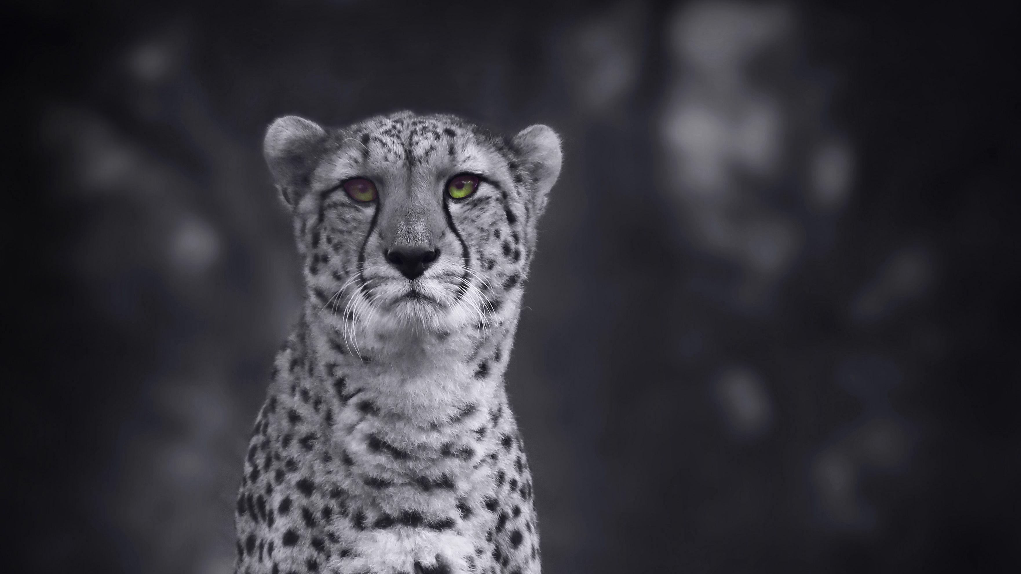 Cheetah Desktop Wallpapers - Top Free Cheetah Desktop Backgrounds ...