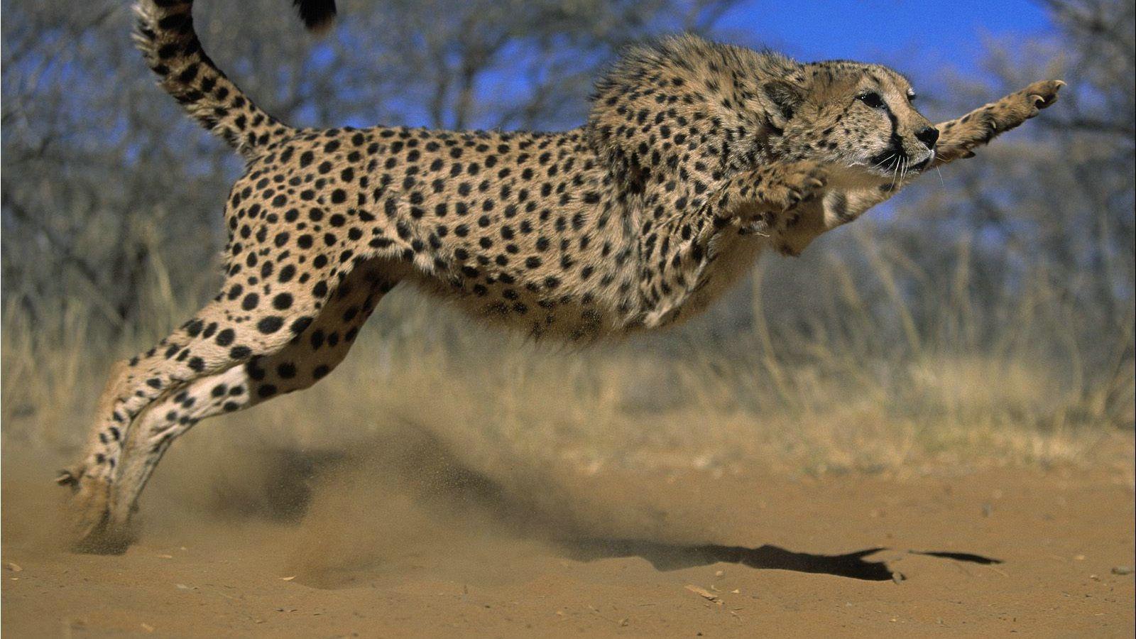 1600x900 Jump Cheetah Desktop wallpaper 1600x900