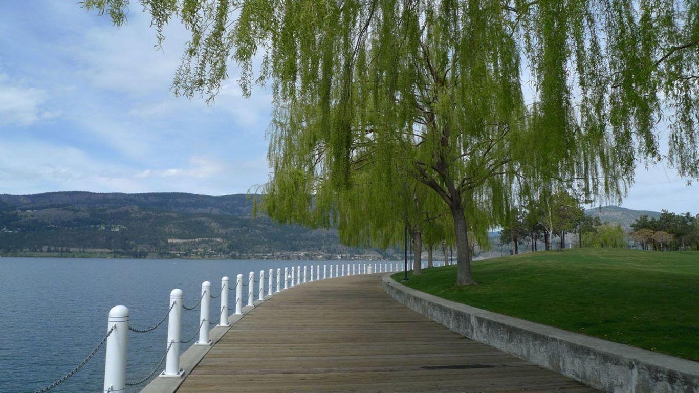 1366x768 Lakes: Walk Lake Boardwalk Spring Park Water Tree Willow Scenes