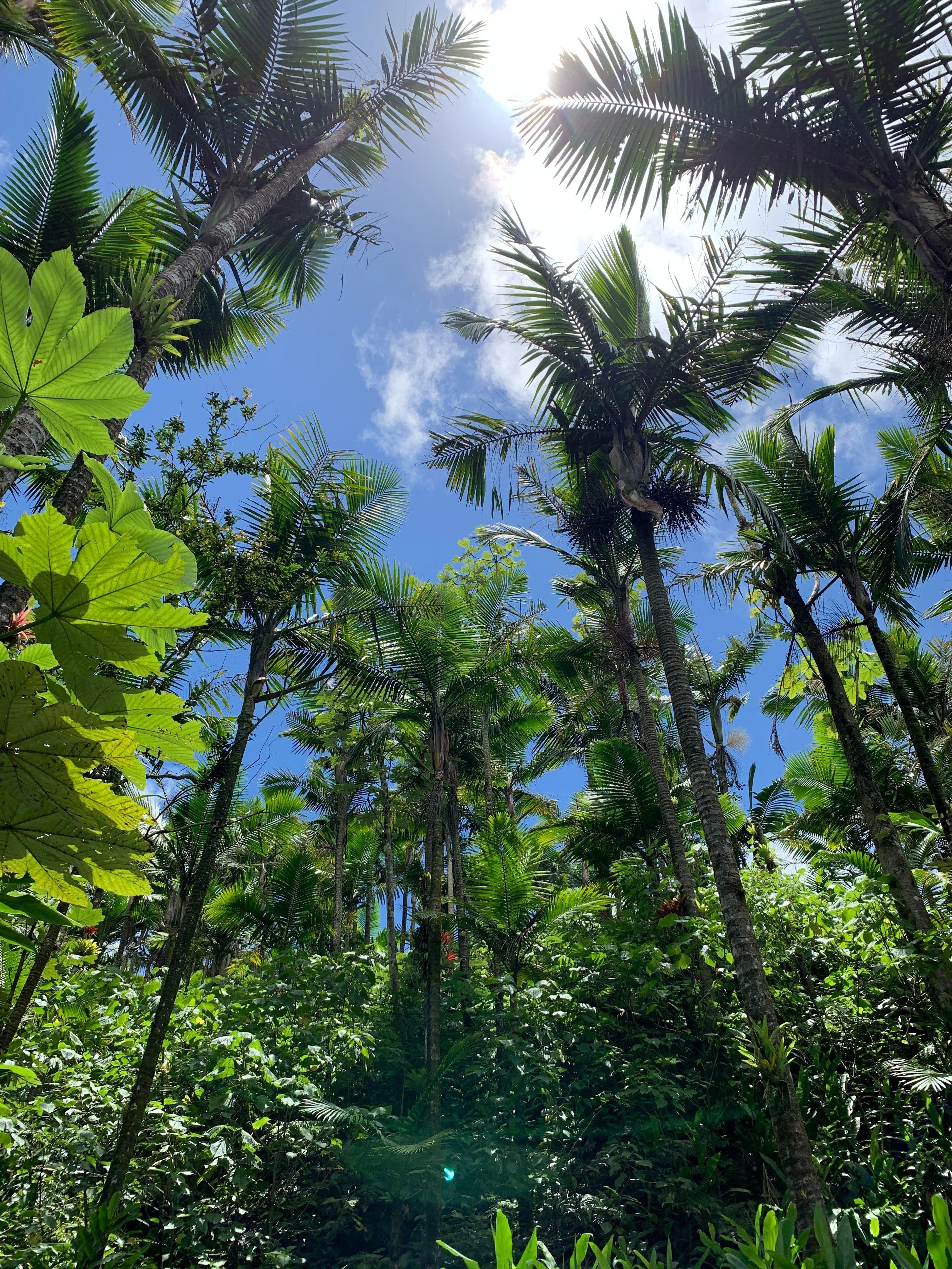 3024x4032 Took this photo on my IPhone XR while in Puerto Rico on my way up