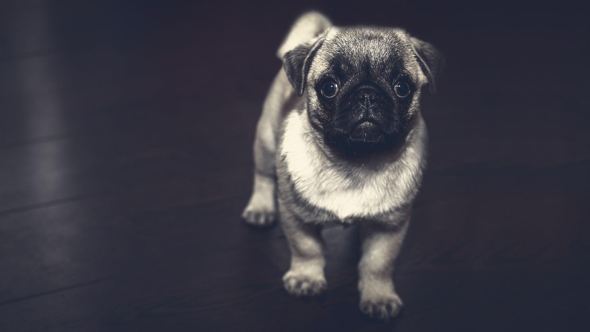 1920x1080 Pug Puppy Laptop Background