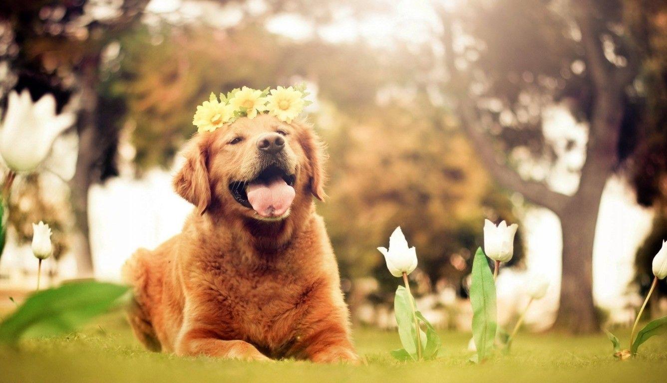 1336x768 Dog Flowers Smiling Laptop HD HD 4k Wallpaper, Image