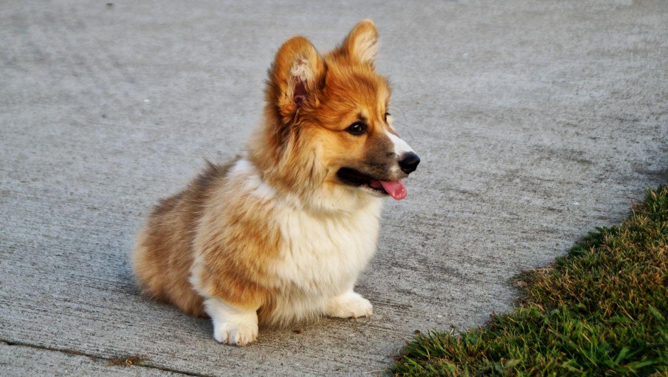 1360x768 welsh corgi, puppy, dog Desktop Laptop HD Wallpaper, HD