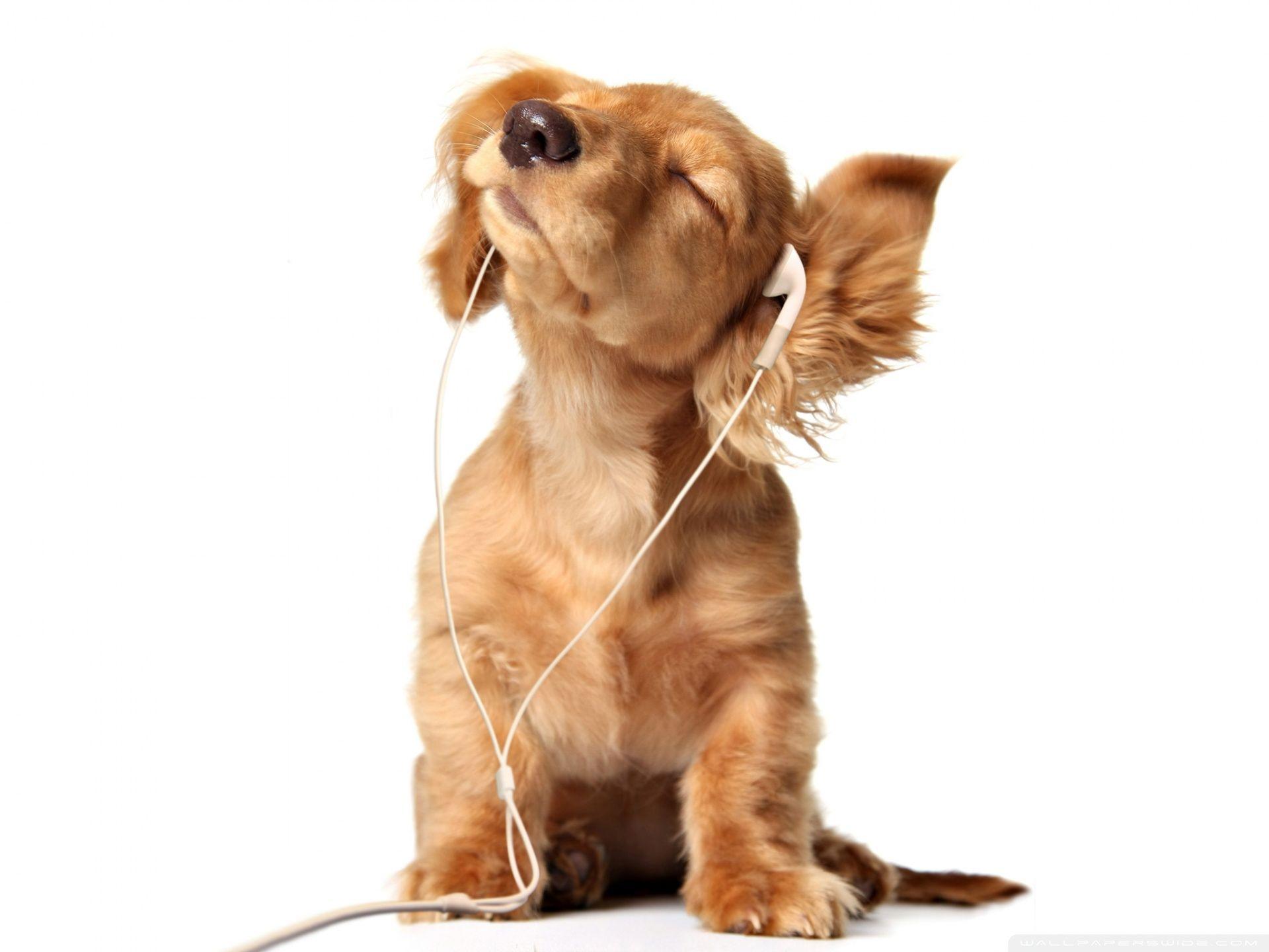 1920x1440 Puppy Wallpaper Puppies Wallpaper Laptop, Download