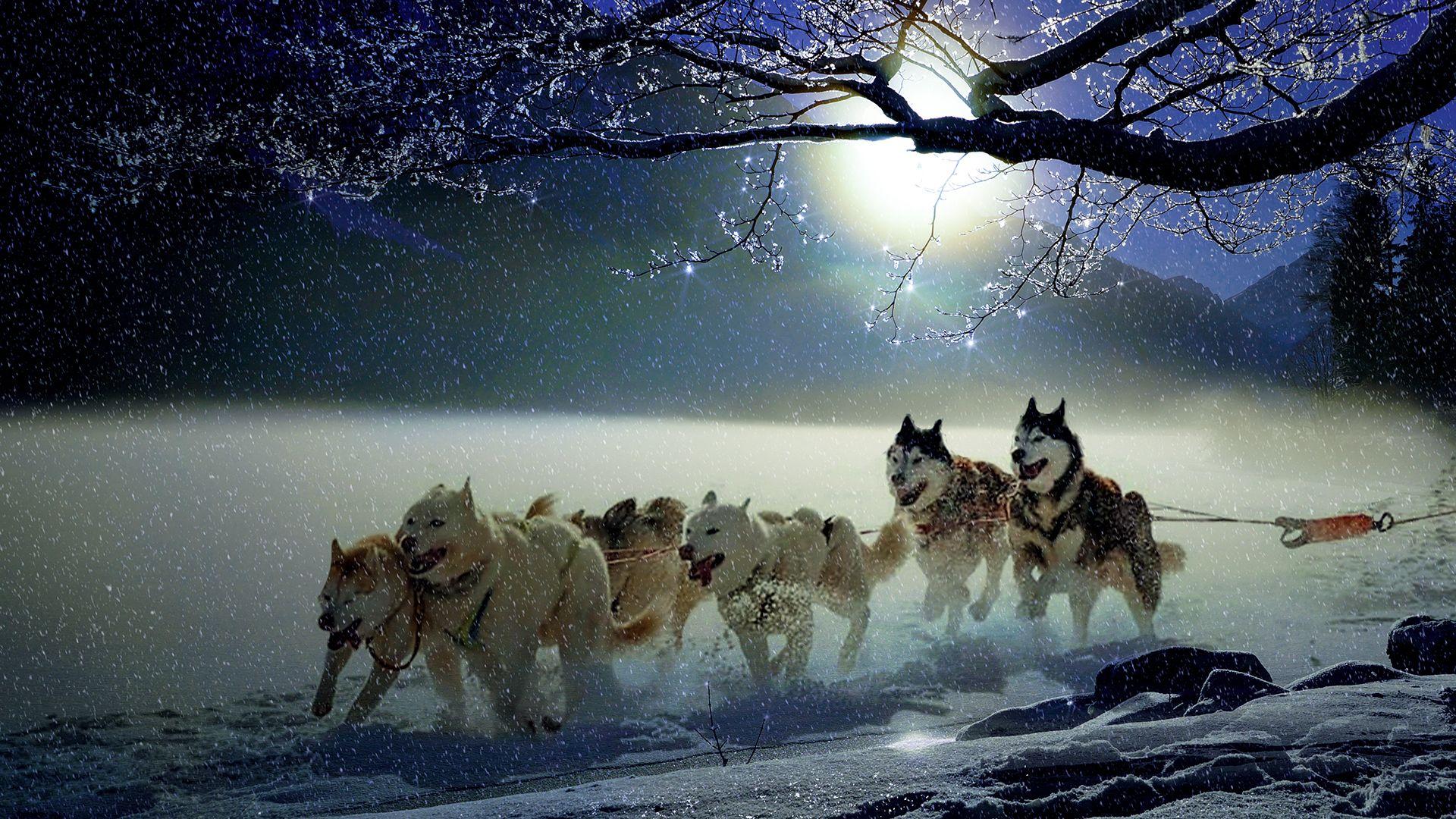1920x1080 Winter Dogs Chromebook Wallpaper