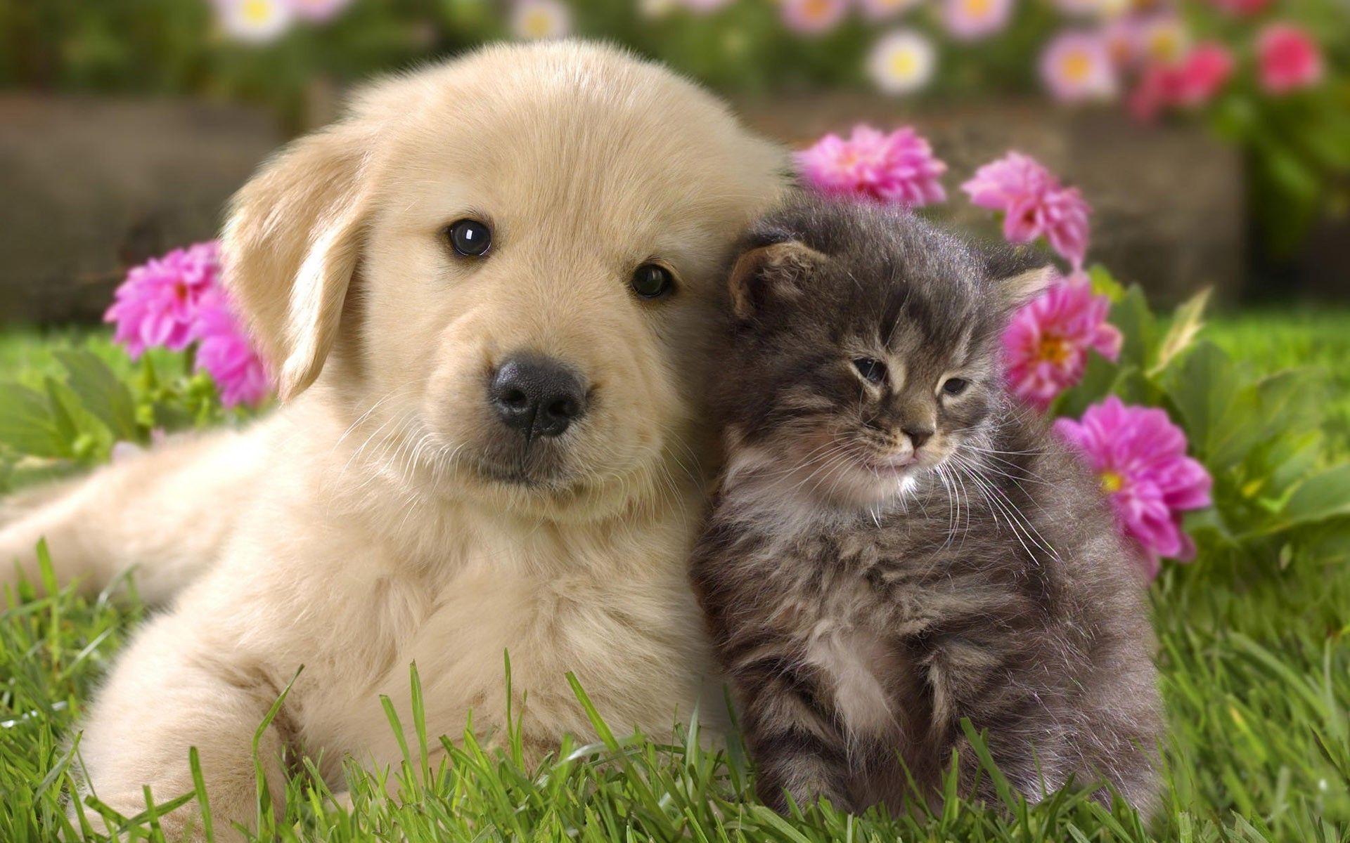 1920x1200 Free Cute Dog and Cat Wallpaper HD