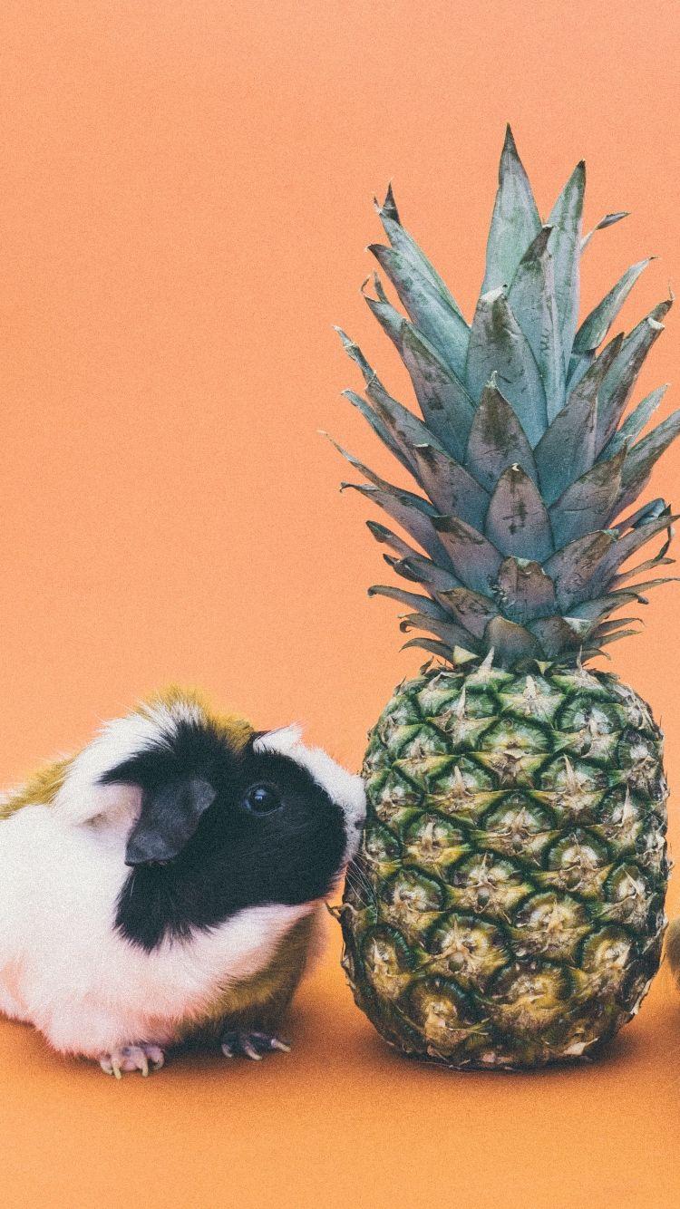 750x1334 guinea pigs, pineapple, rodent iPhone iPhone 6S