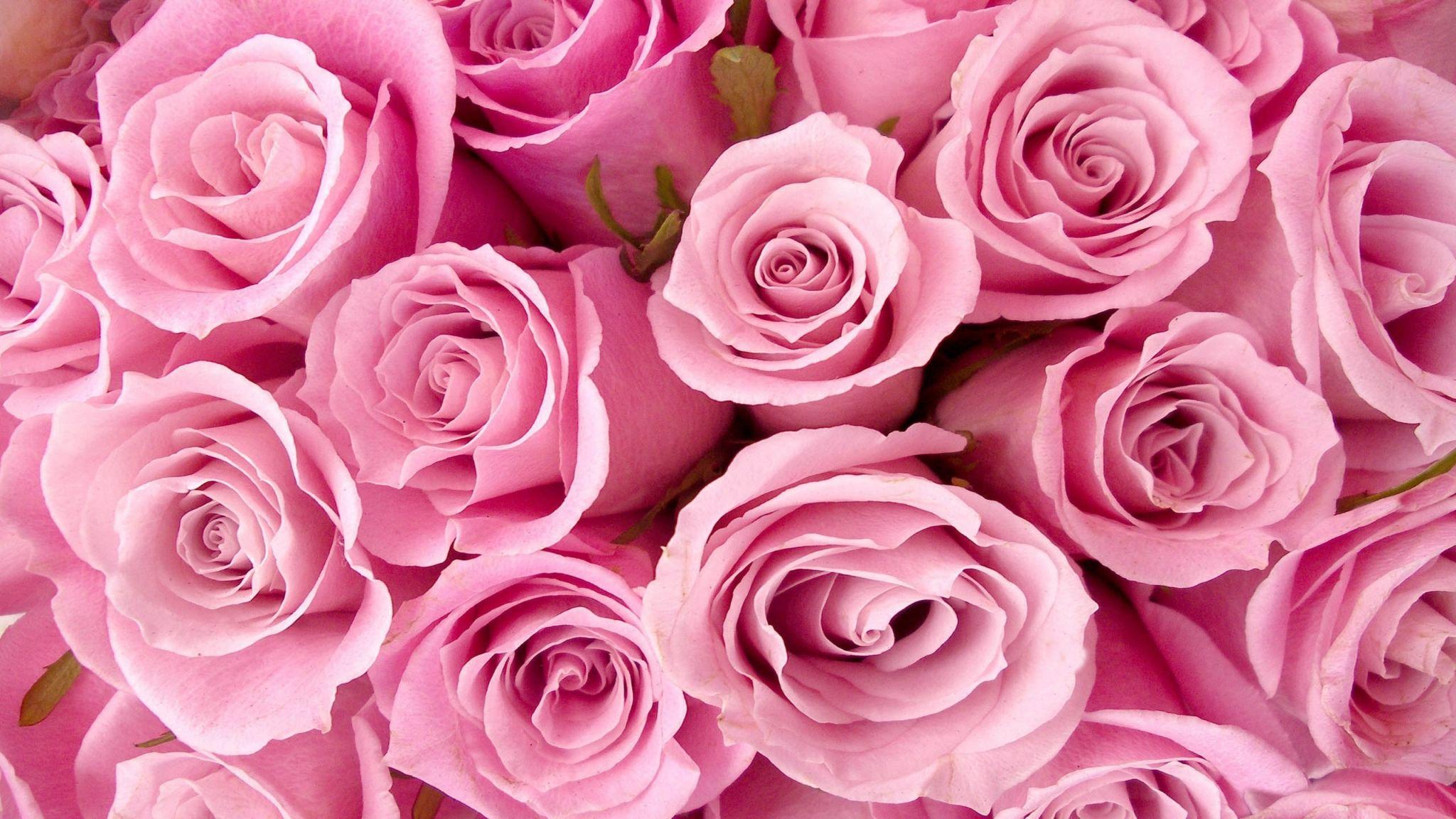 2048x1152 Free download Wallpaper Special Pink Roses 1289 2560x1600 pixel