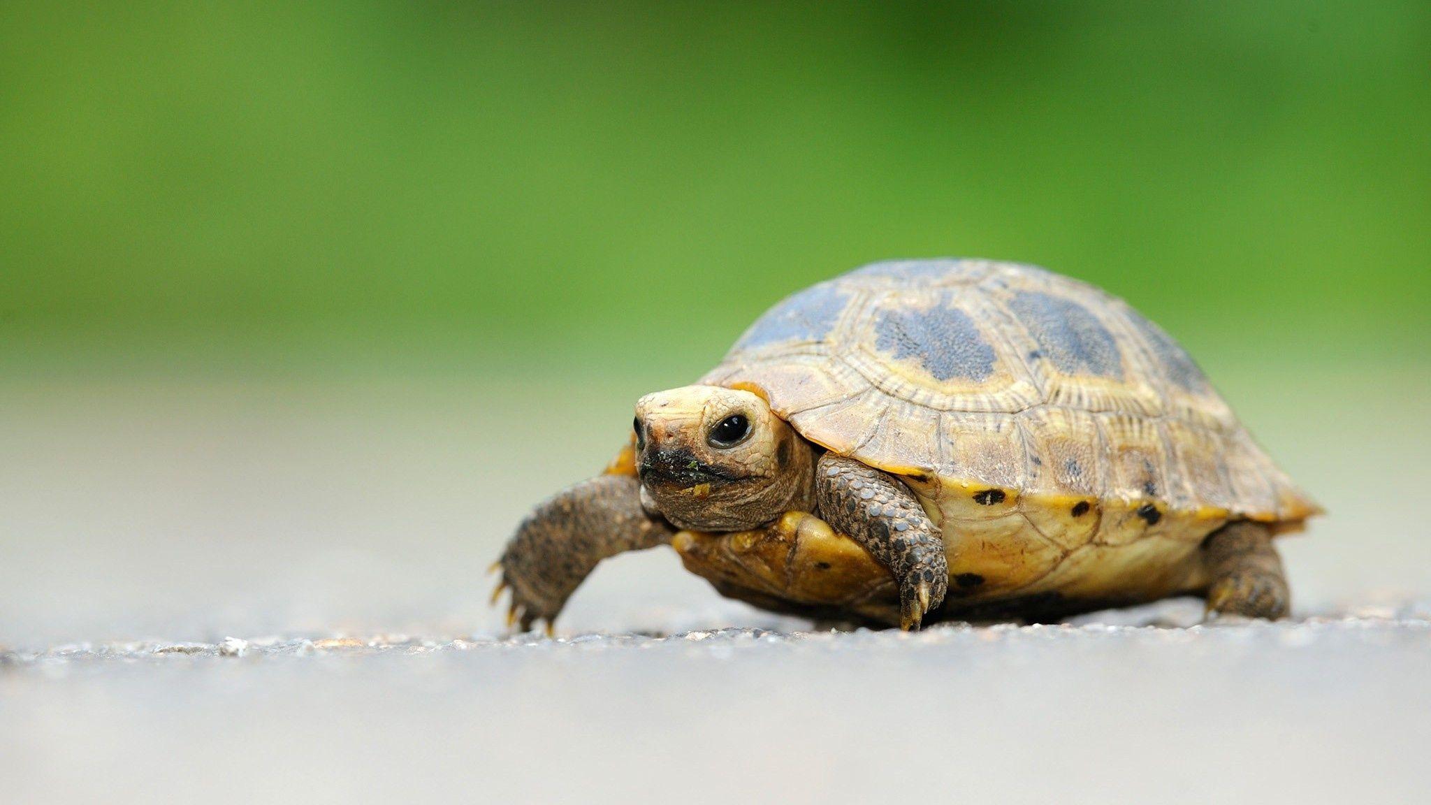 2048x1152 Cute Little Turtle Wallpaper